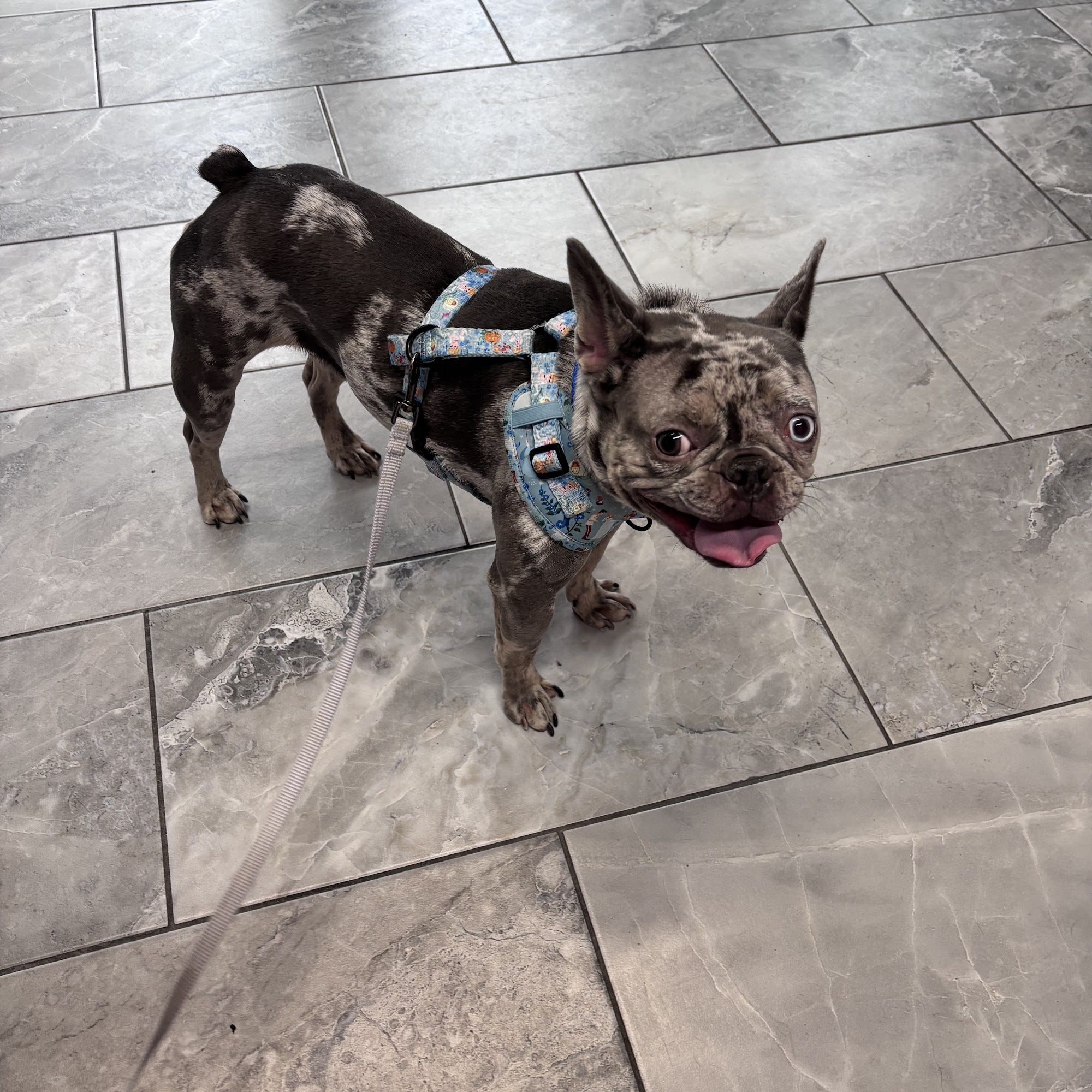 4 Paws Only Staten Island