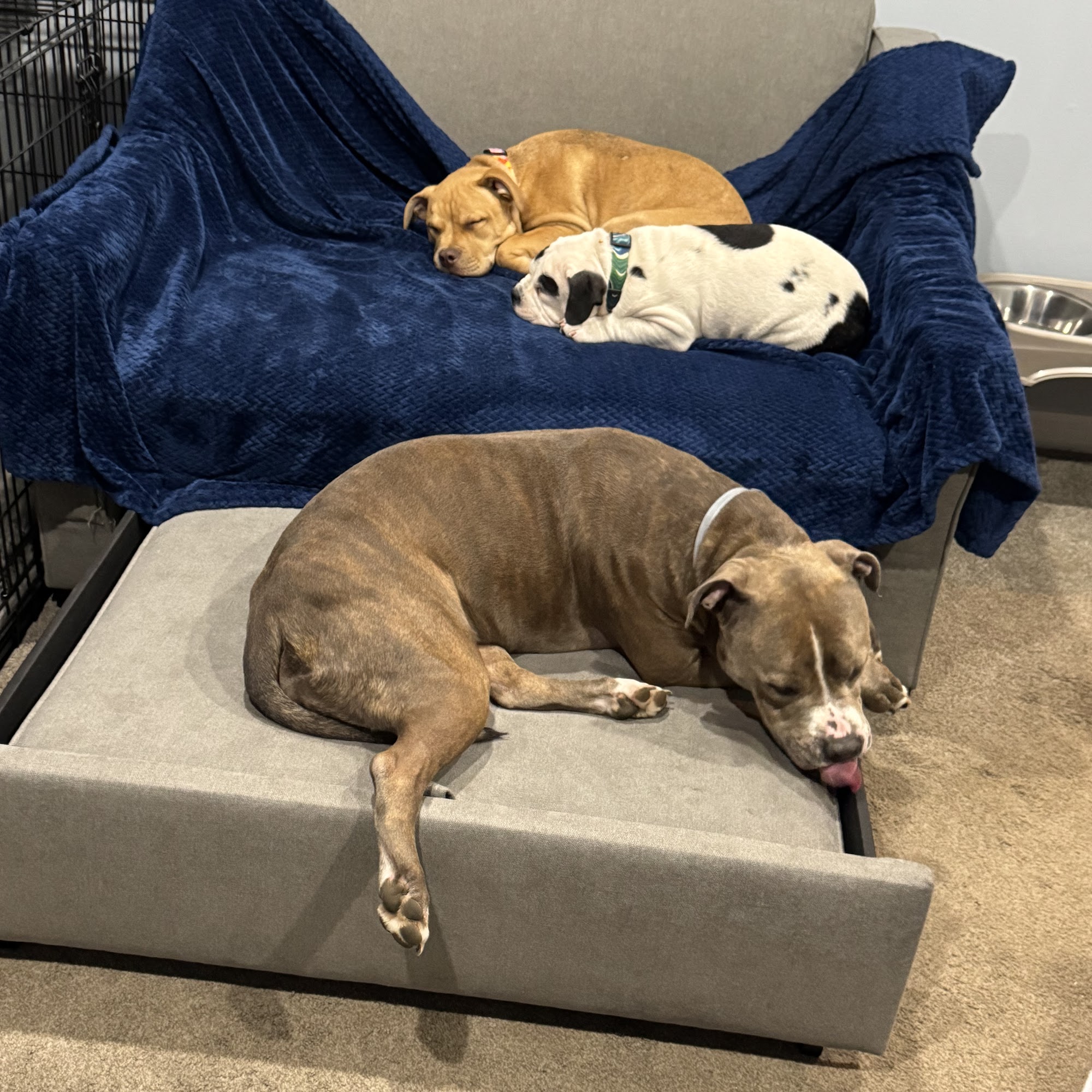 Three Village Veterinary Hospital Stony Brook