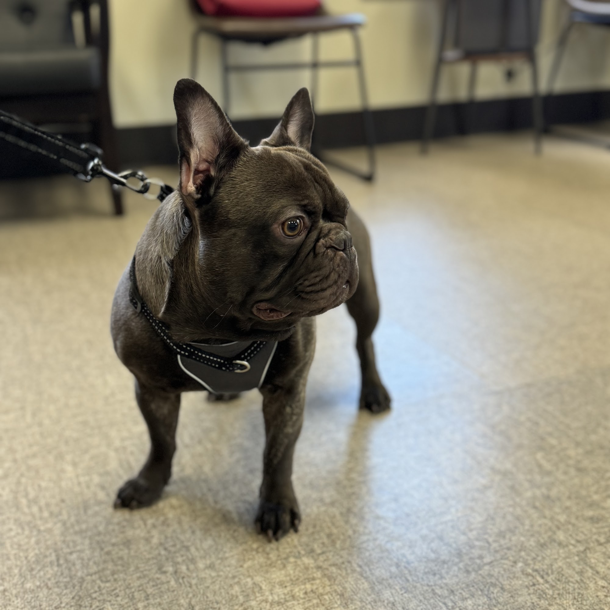 Rockland Veterinary Care - North Rockland Stony Point