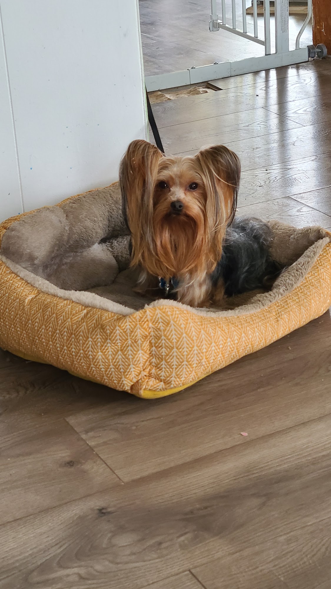 Beauty For Mutts LLC