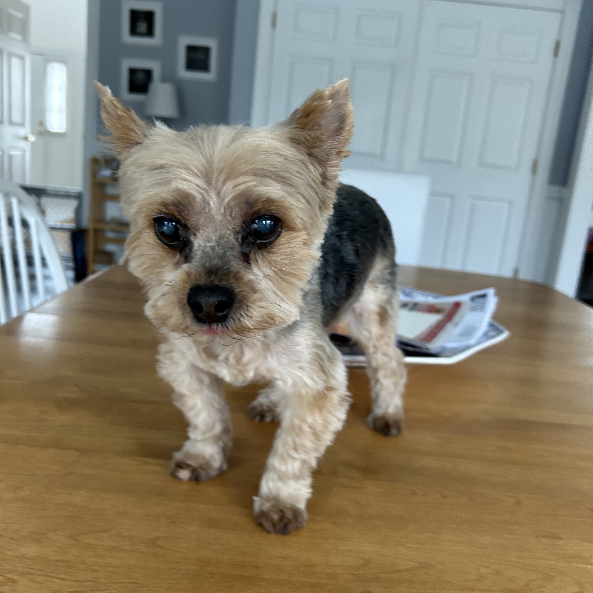 Airmont Animal Hospital Suffern