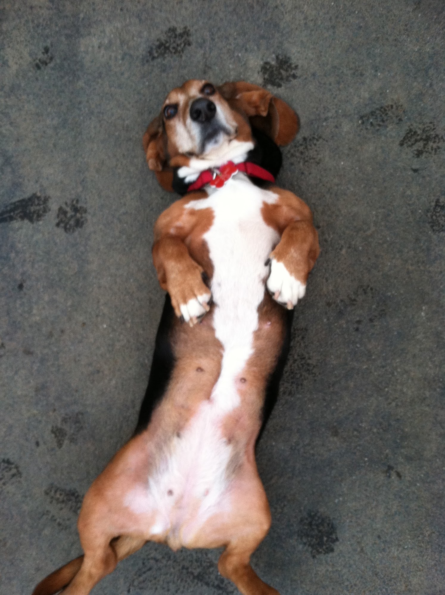 DP Dog Services Suffern