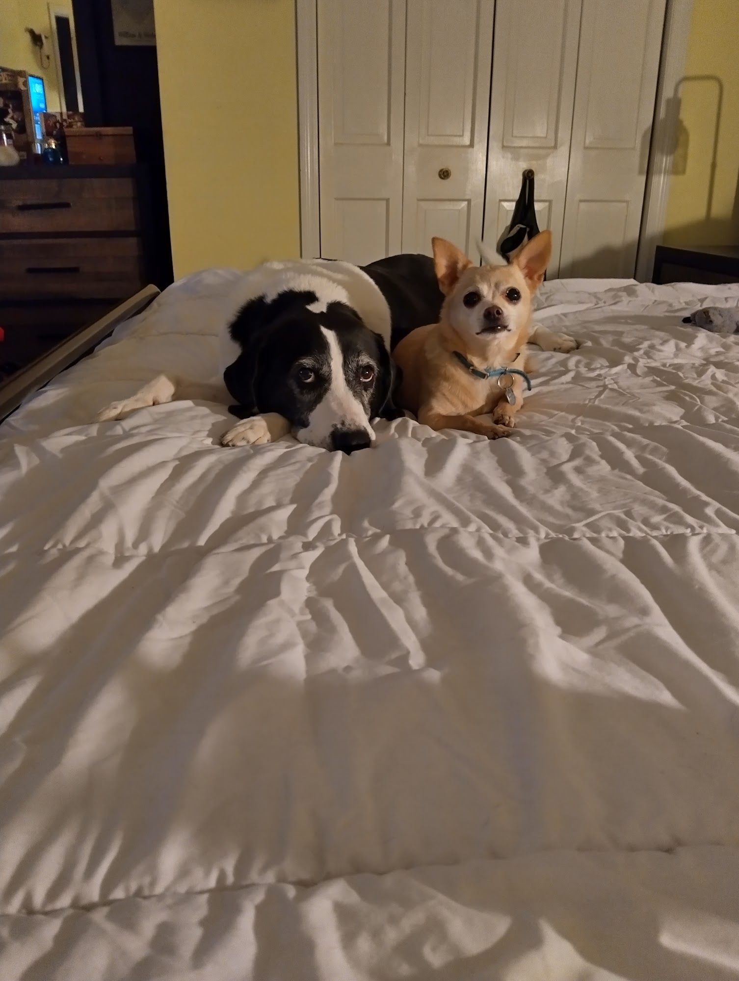 Ruff Cuts Sylvan Beach