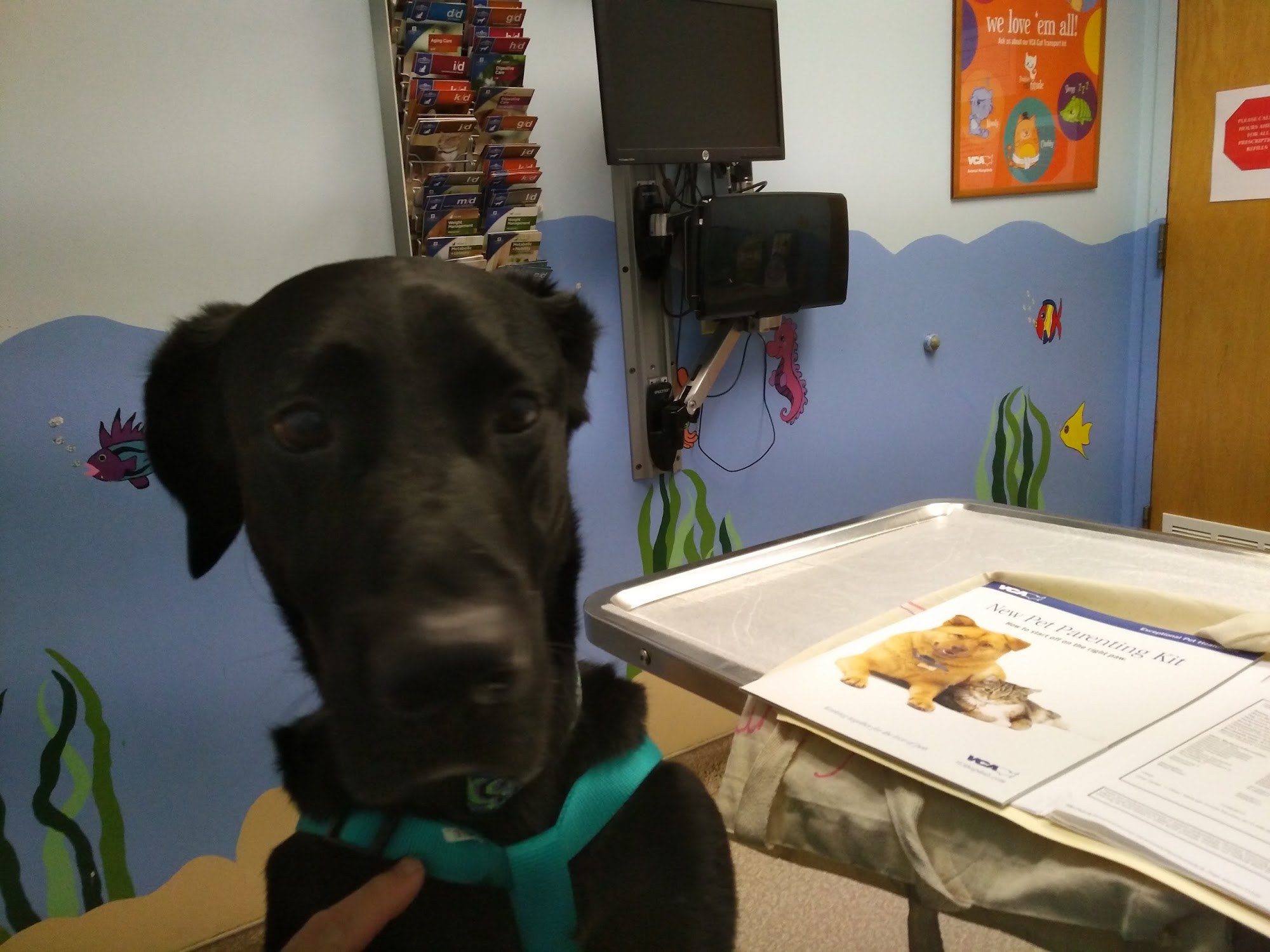 Shop City Animal Hospital Syracuse