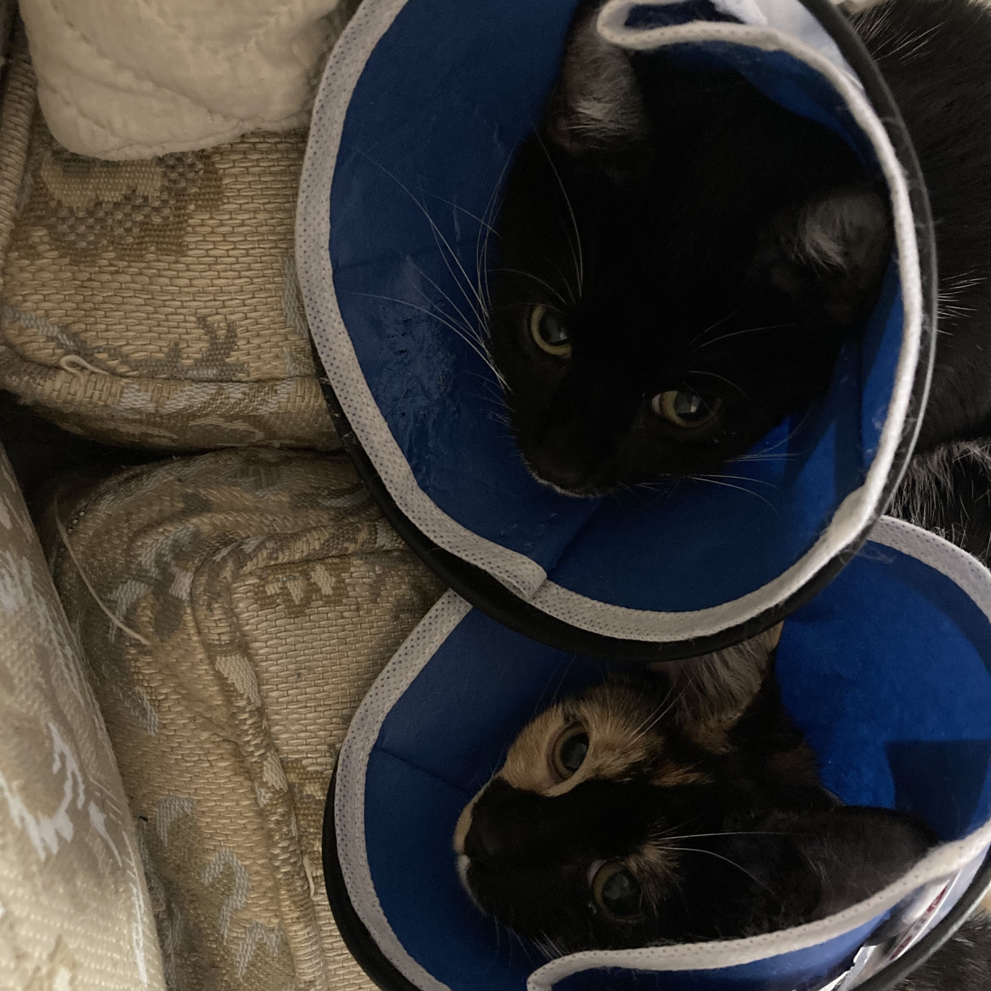 Spay & Neuter Syracuse Syracuse