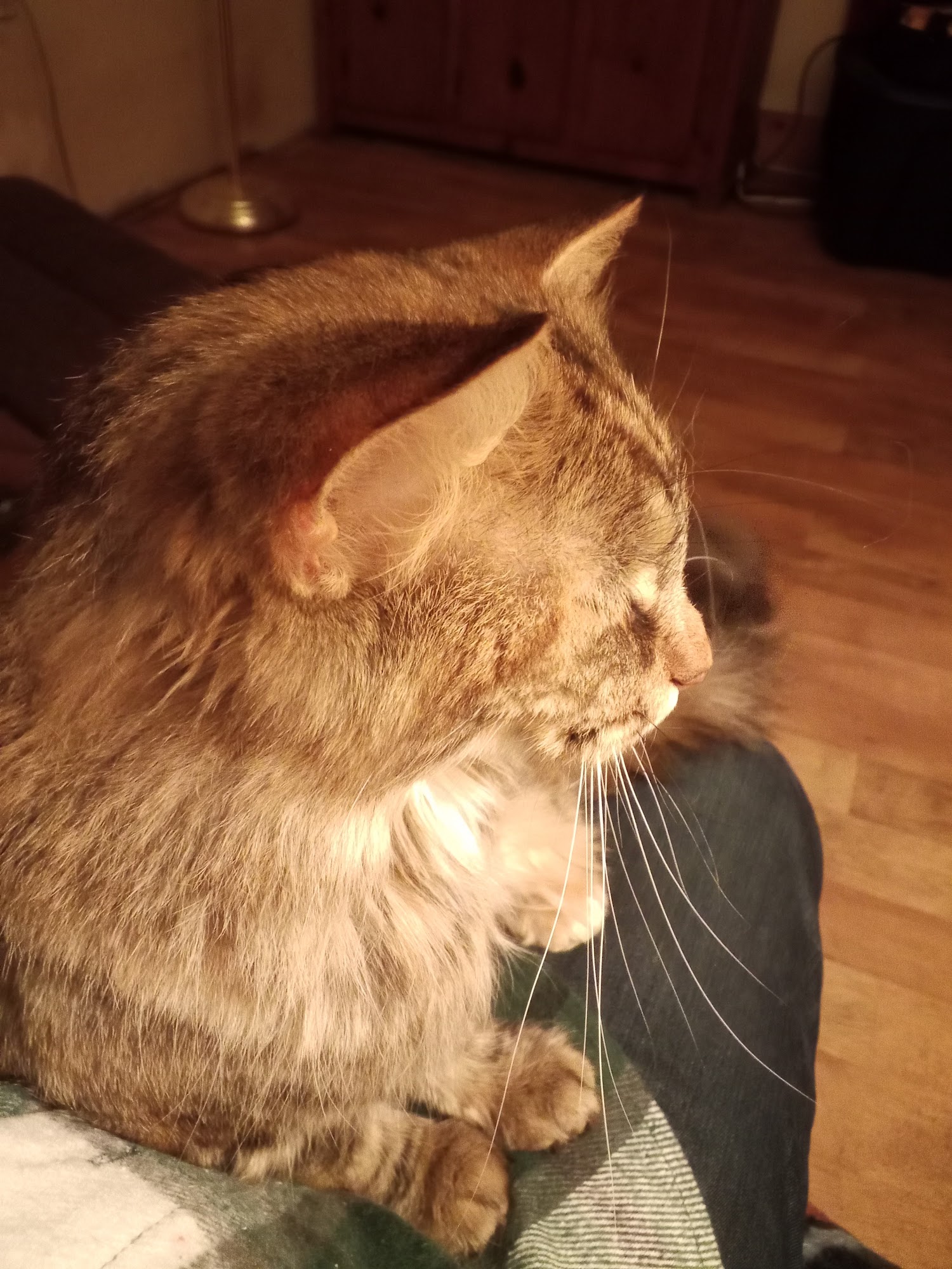 Spay & Neuter Syracuse Syracuse