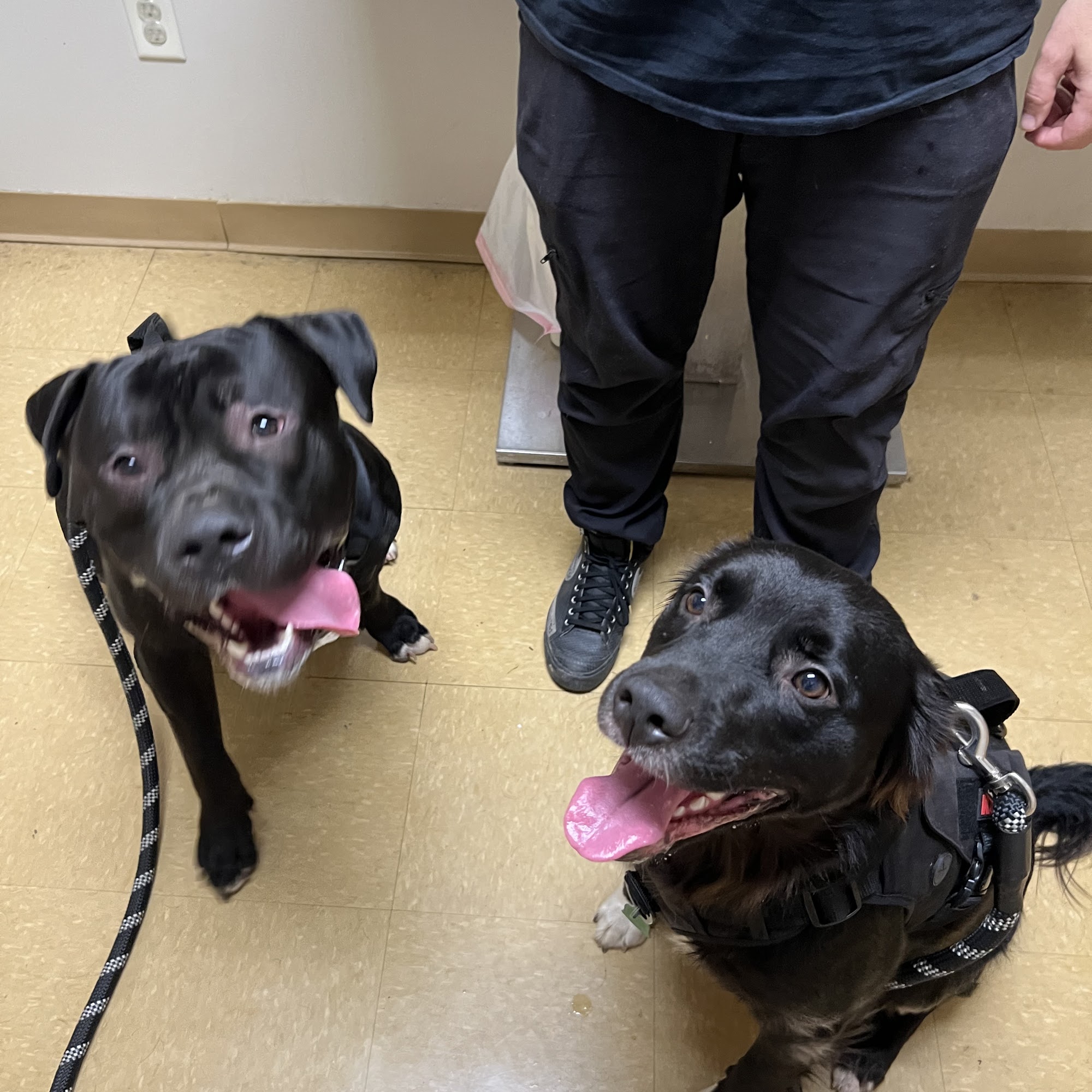 Lyncourt Veterinary Hospital Syracuse