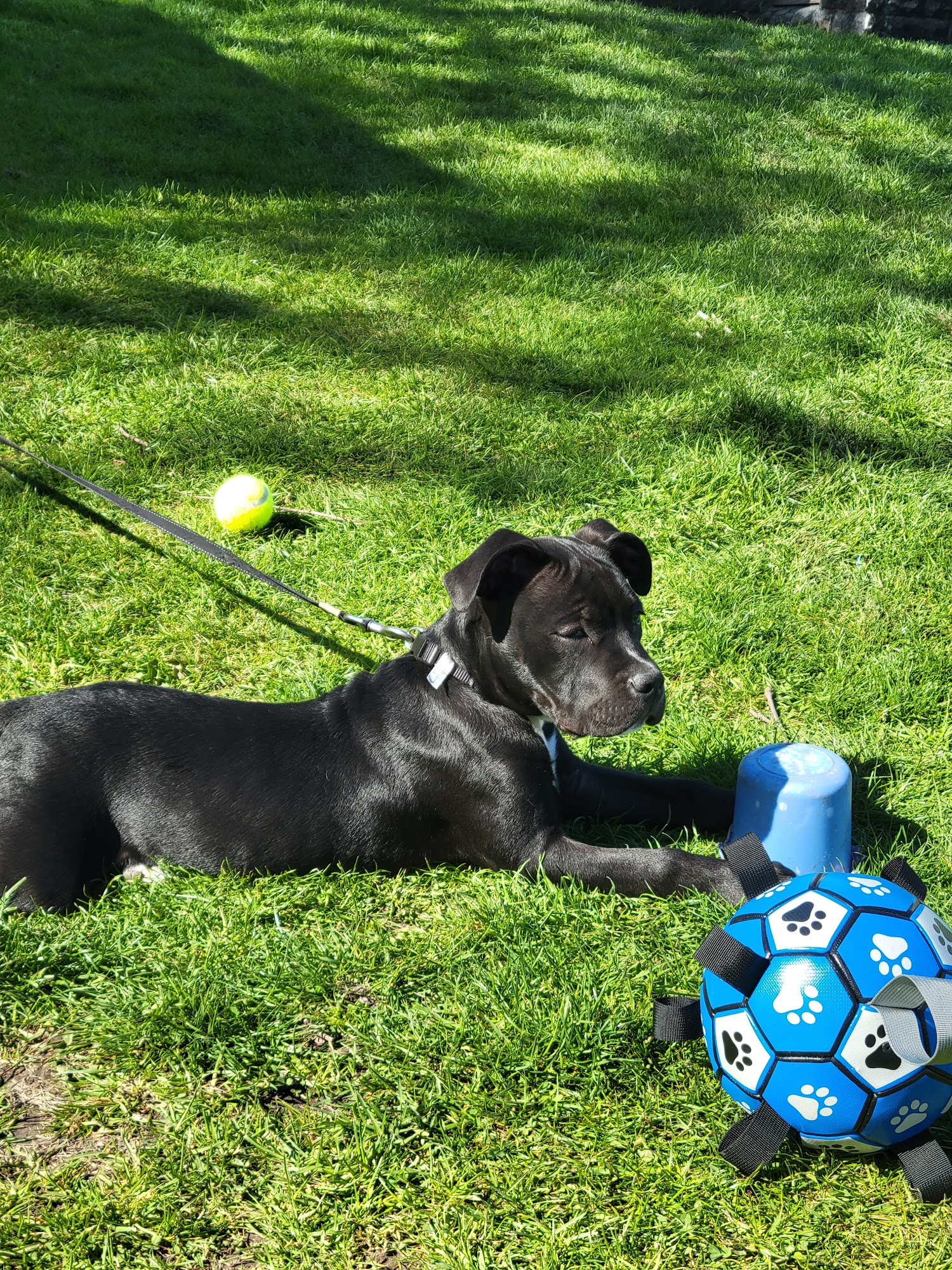 Lyncourt Veterinary Hospital Syracuse