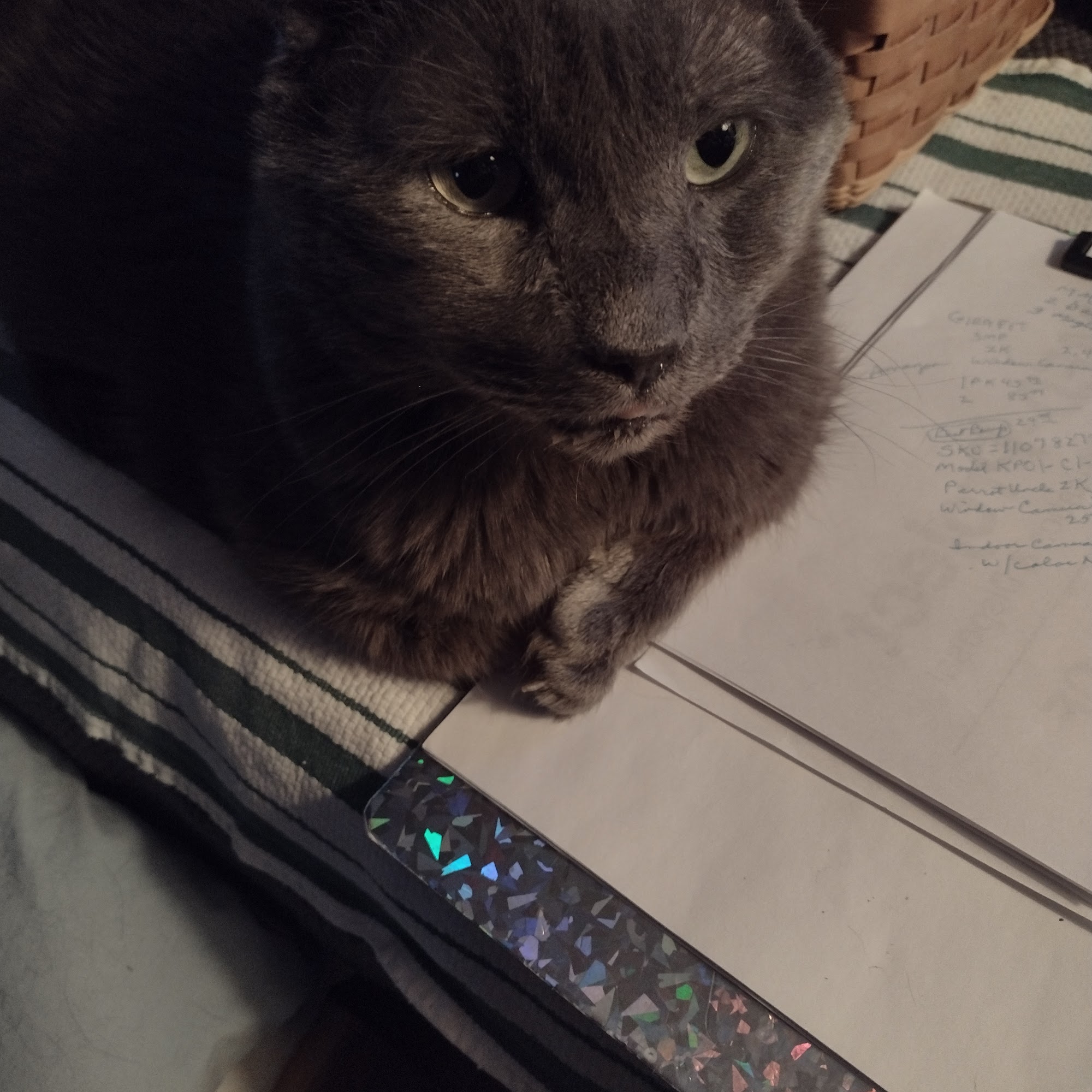 Town & Country Hospital for Pets Syracuse