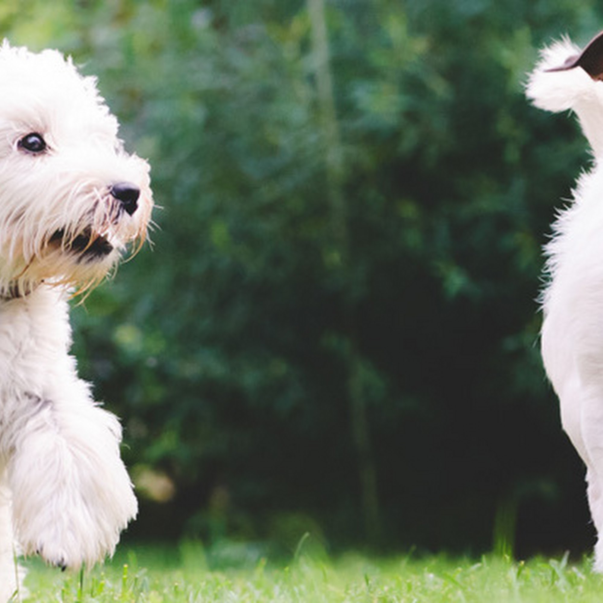 Mattydale Animal Hospital Syracuse