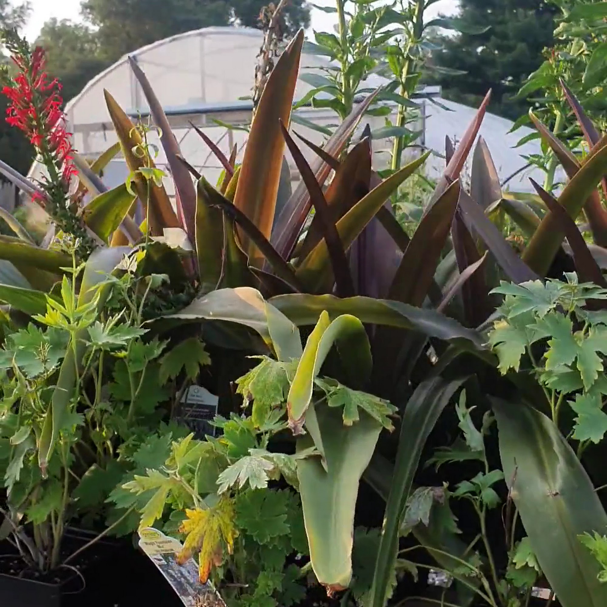 Crazy Daisies Flowers & Garden Cafe Syracuse