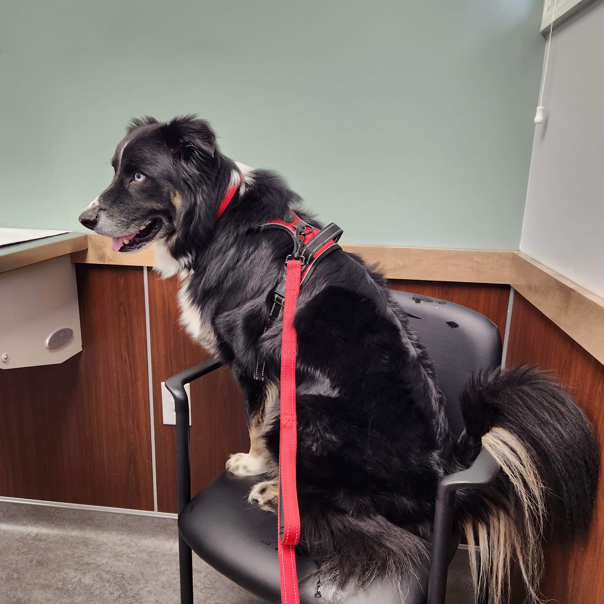 Liverpool Village Animal Wellness Syracuse