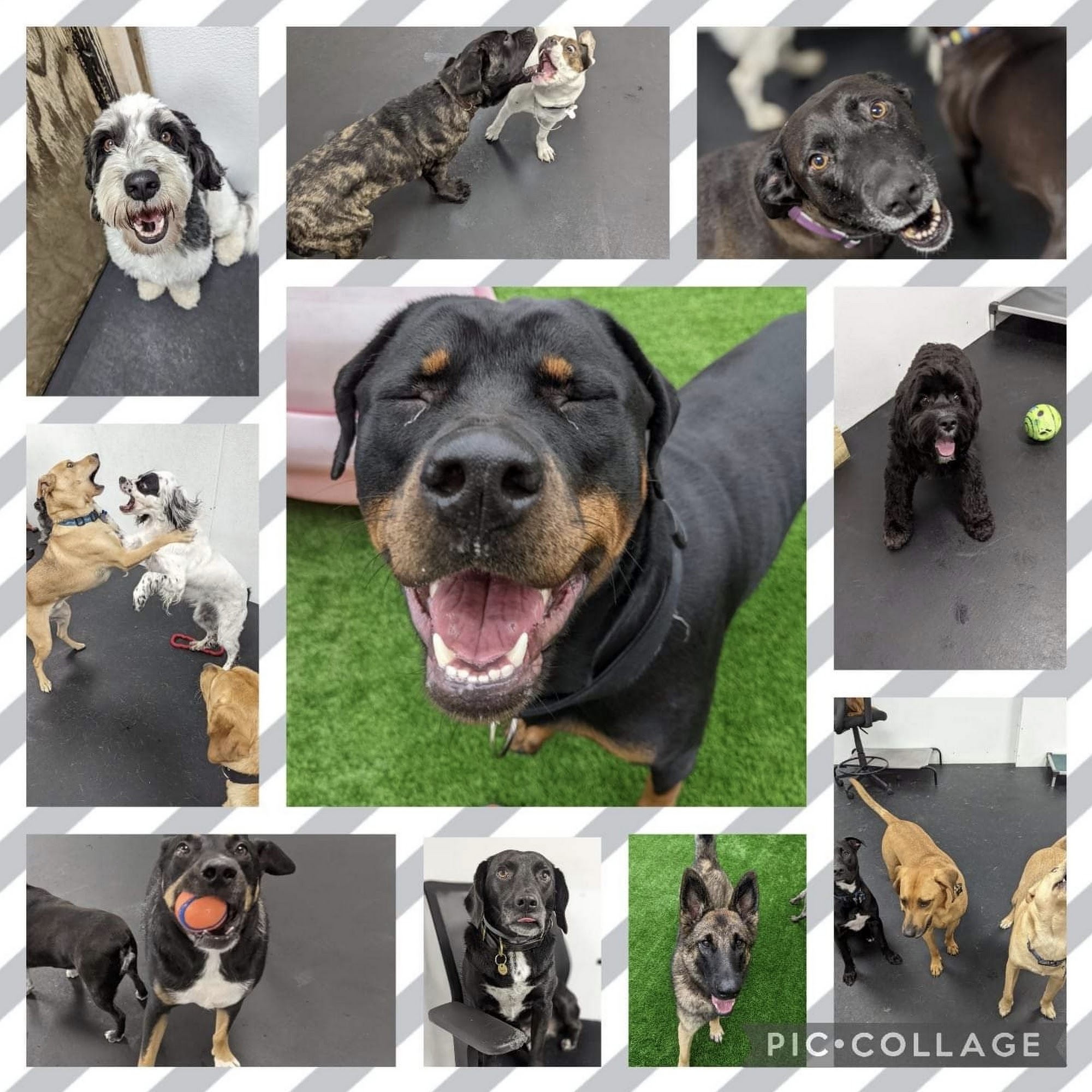 Wiggle Waggles Doggie Daycare Syracuse