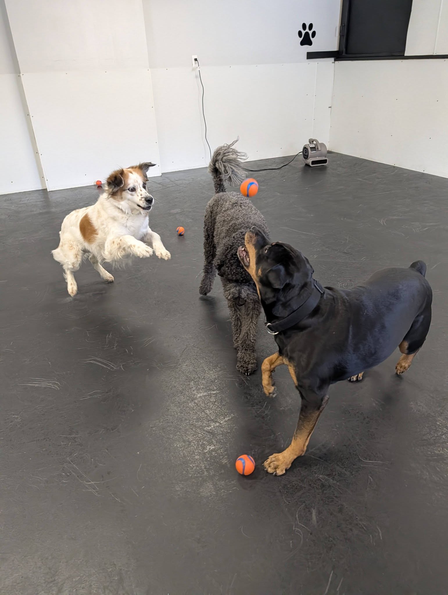 Wiggle Waggles Doggie Daycare Syracuse