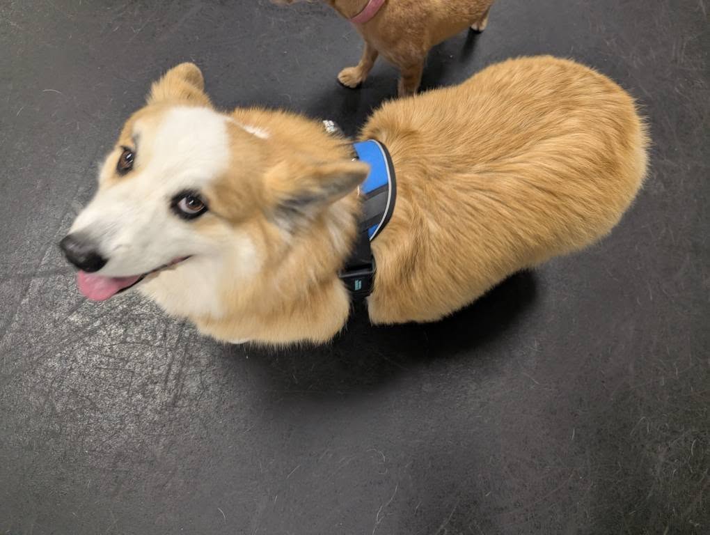 Wiggle Waggles Doggie Daycare Syracuse