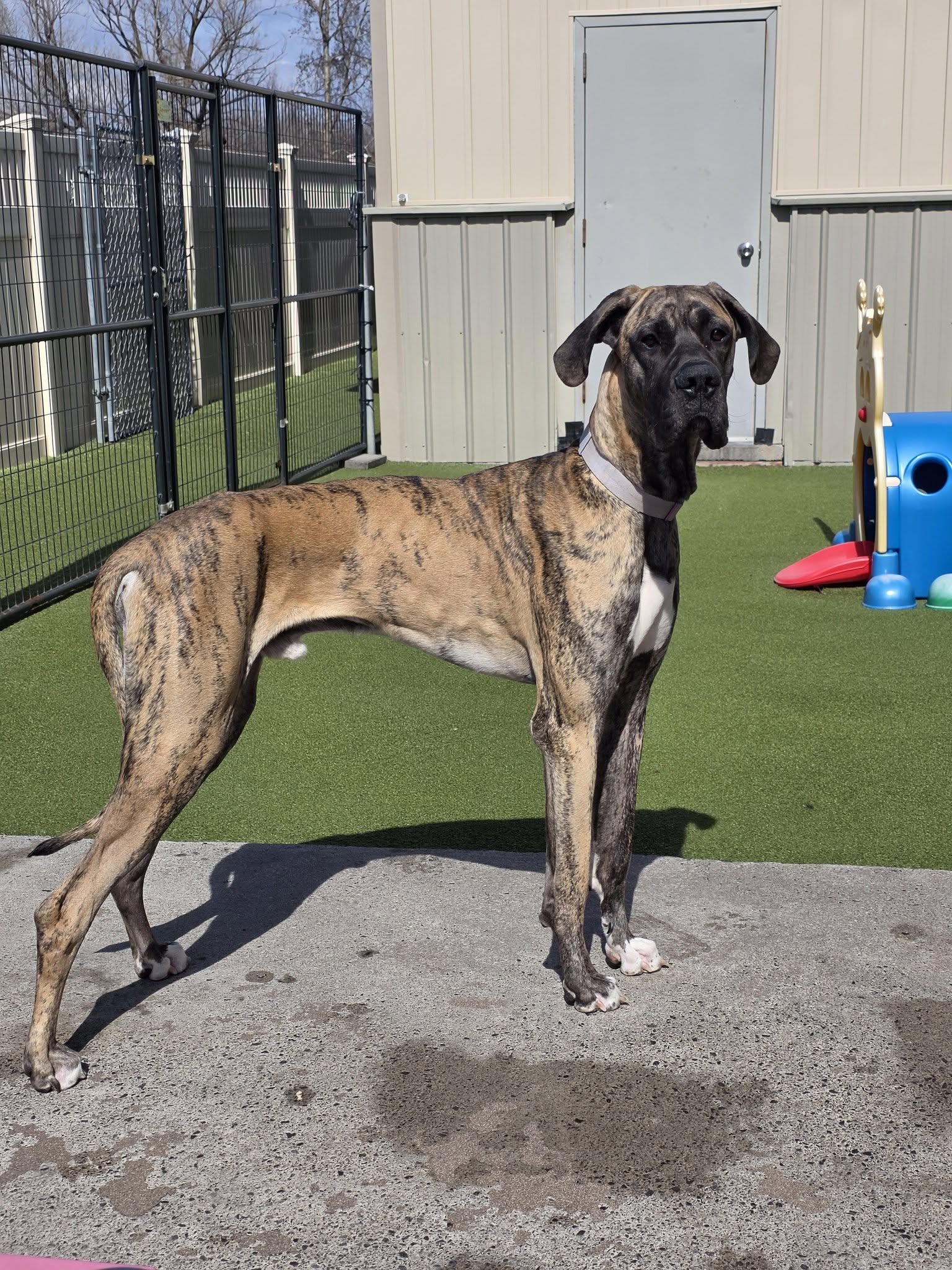Shear Magic Dog Spa & Resort Syracuse