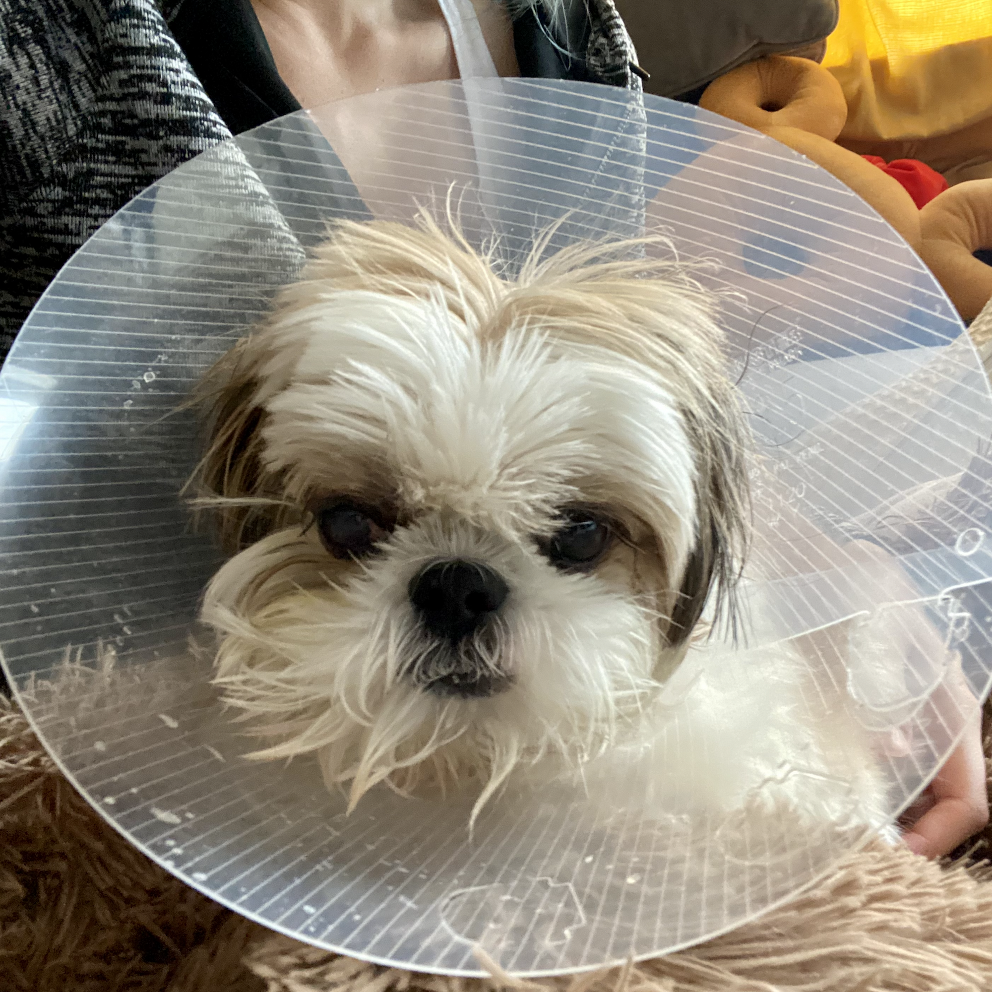 Veterinary Eye Specialists, PLLC Thornwood