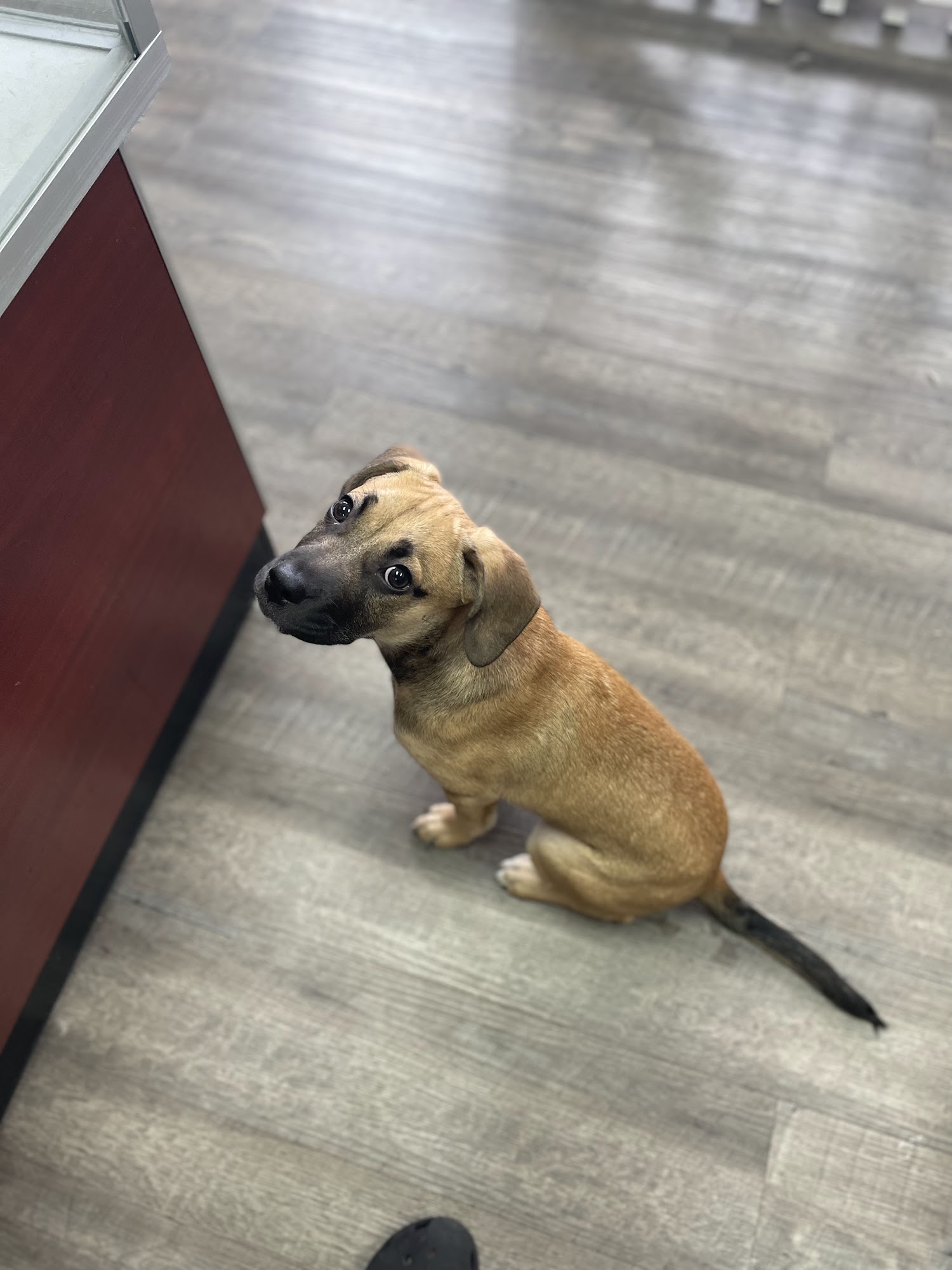 Doos 4 Dogs Thornwood