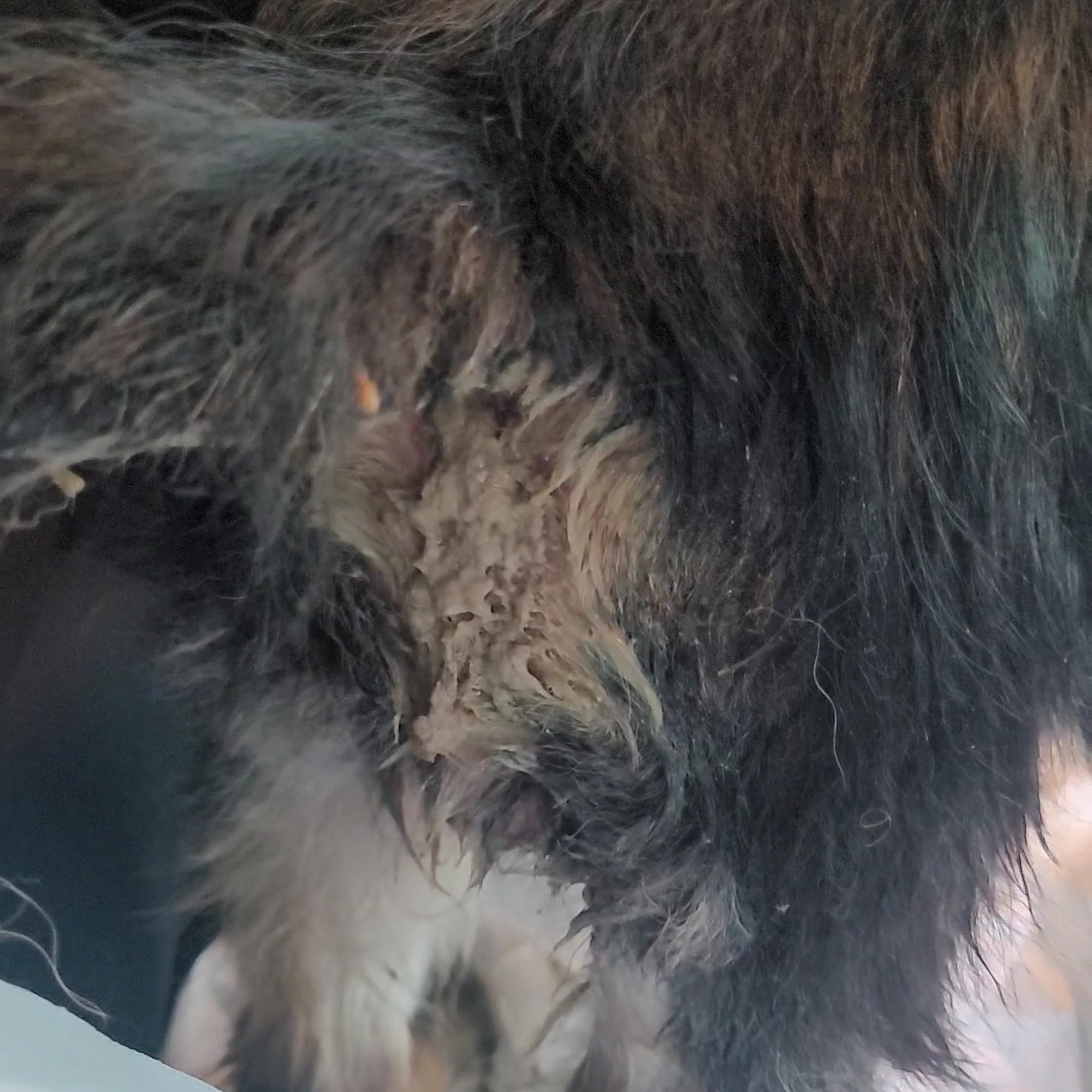 Brighton Eggert Animal Clinic and Pet Resort Tonawanda