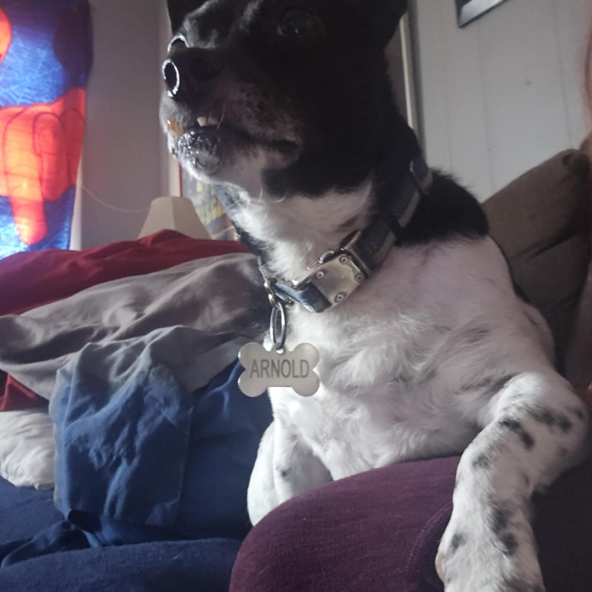 Ken-Ton Animal Clinic Tonawanda