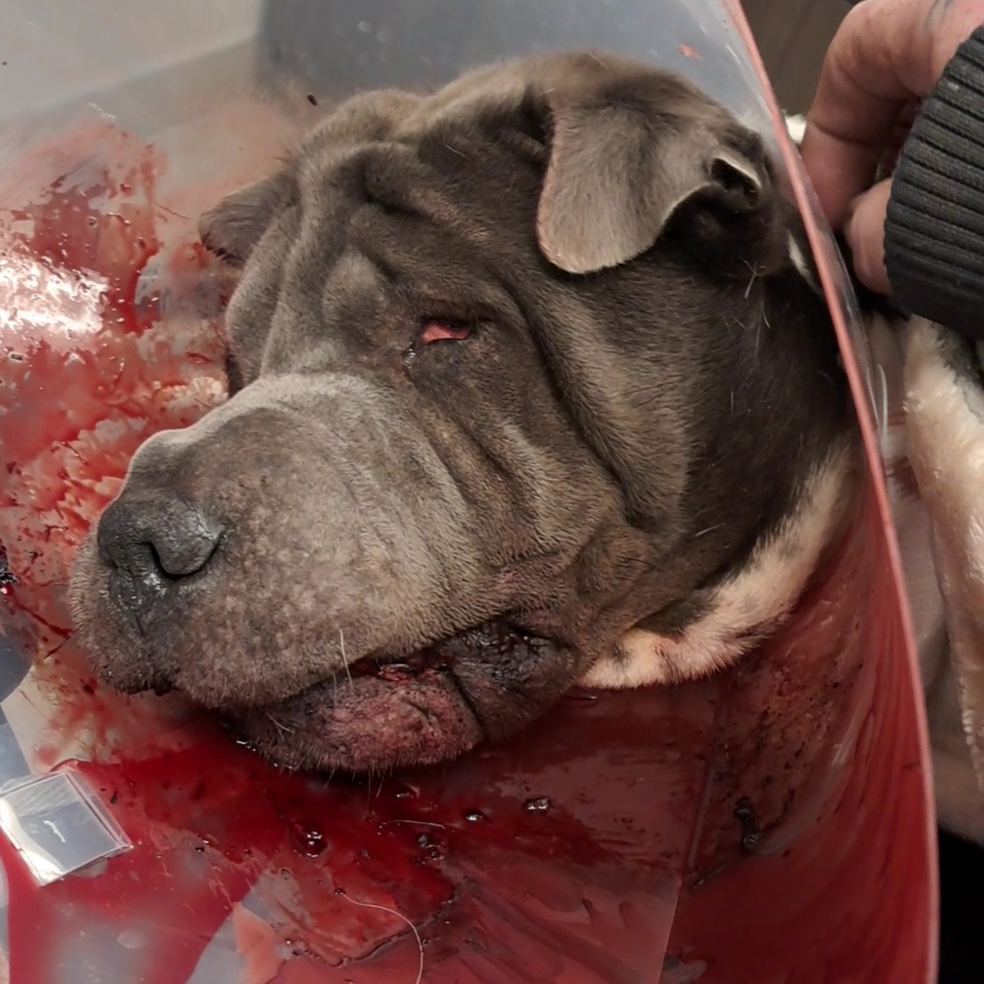 Green Acres Veterinary Center Tonawanda