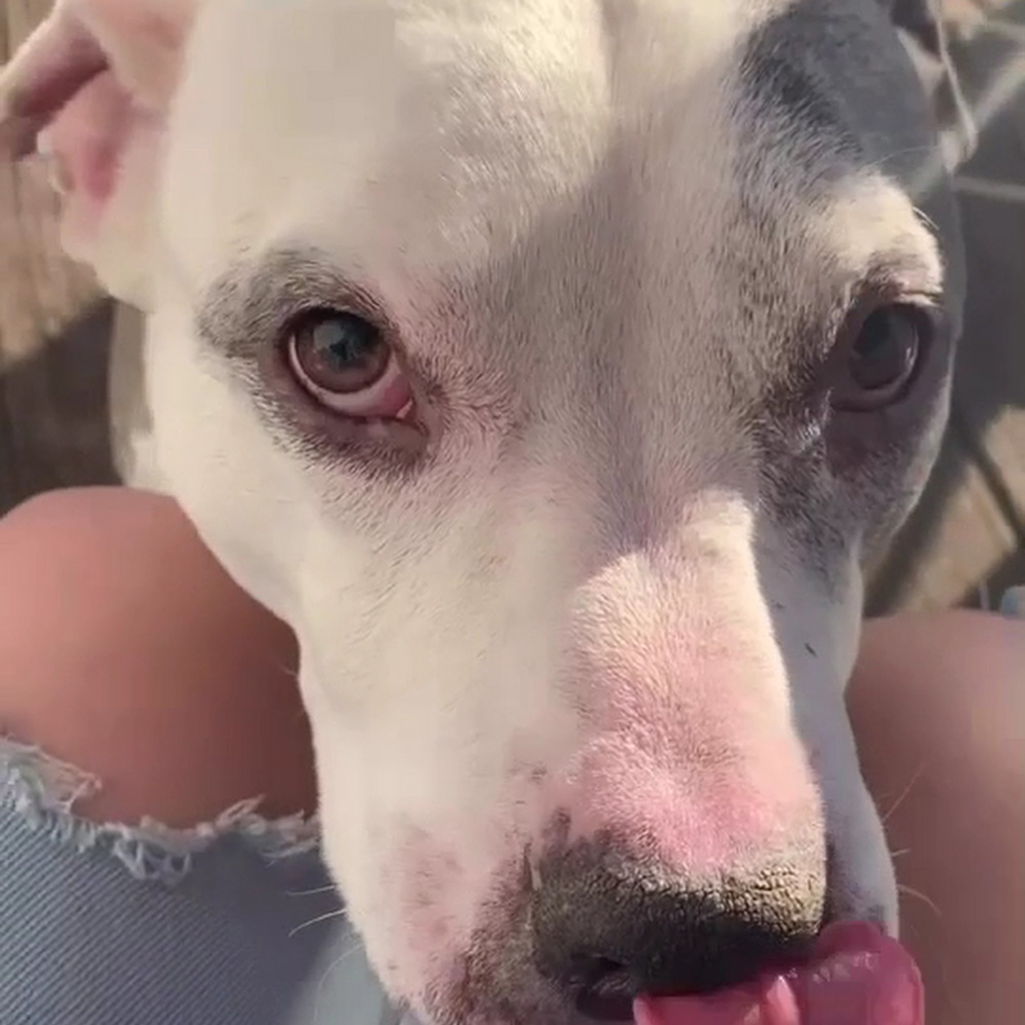 Oakwood Veterinary Clinic Troy