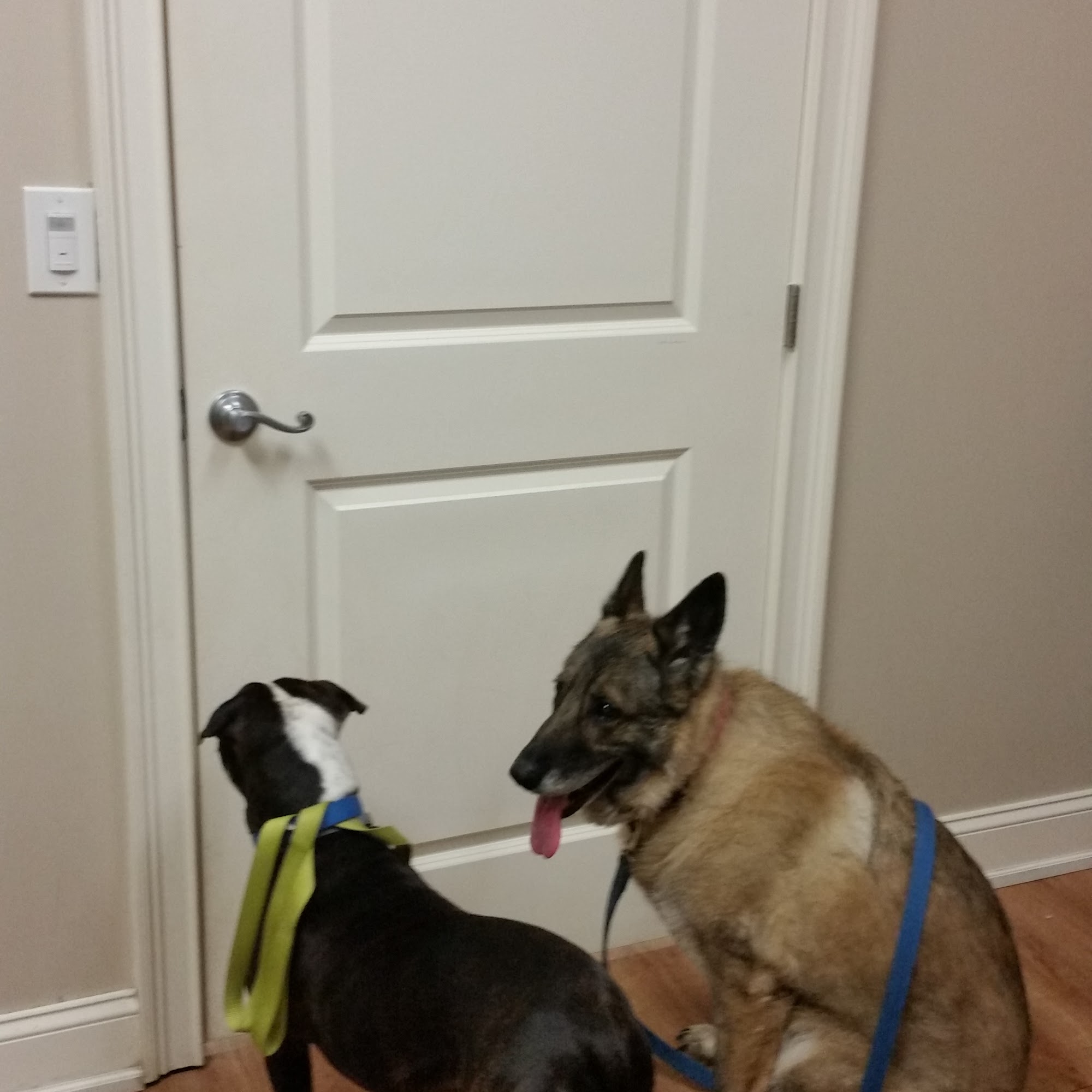 Collar City Animal Hospital Troy