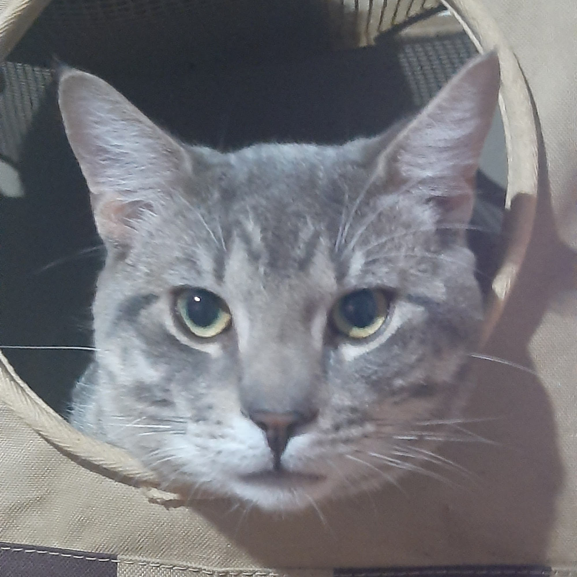 Brunswick Veterinary Hospital Troy