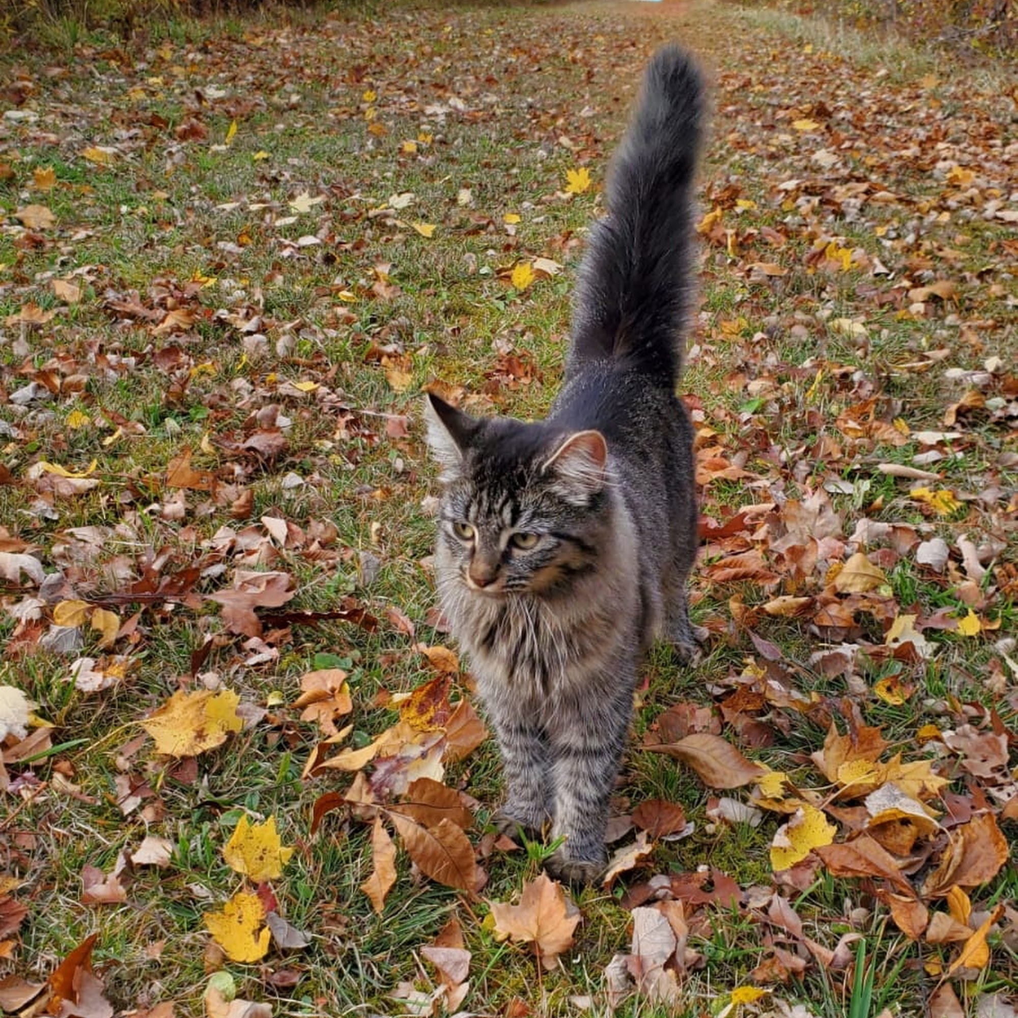 Trumansburg Veterinary Clinic: Orzeck Richard V DVM Trumansburg