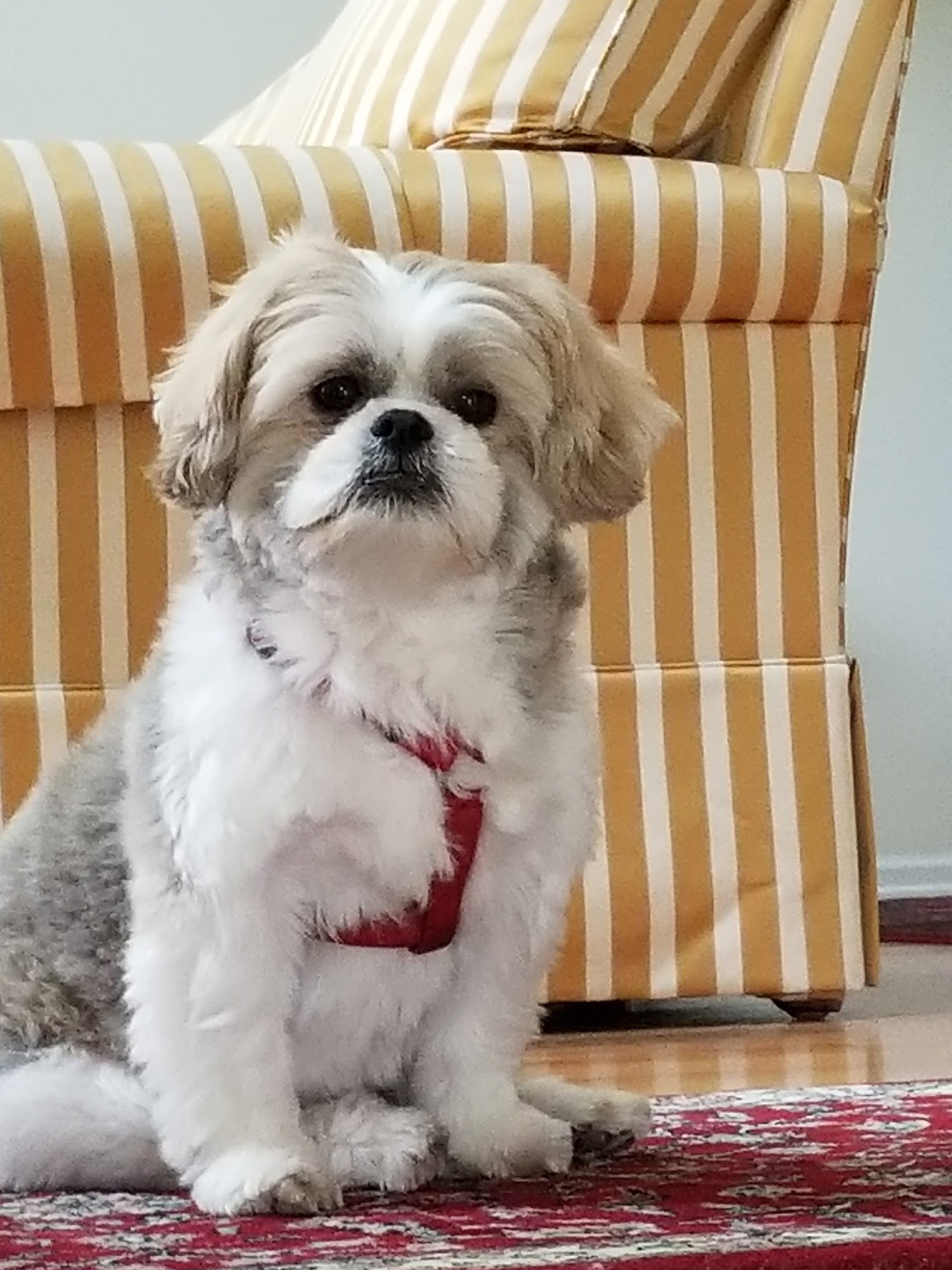 Tuckahoe Animal Hospital & Pet Center Tuckahoe