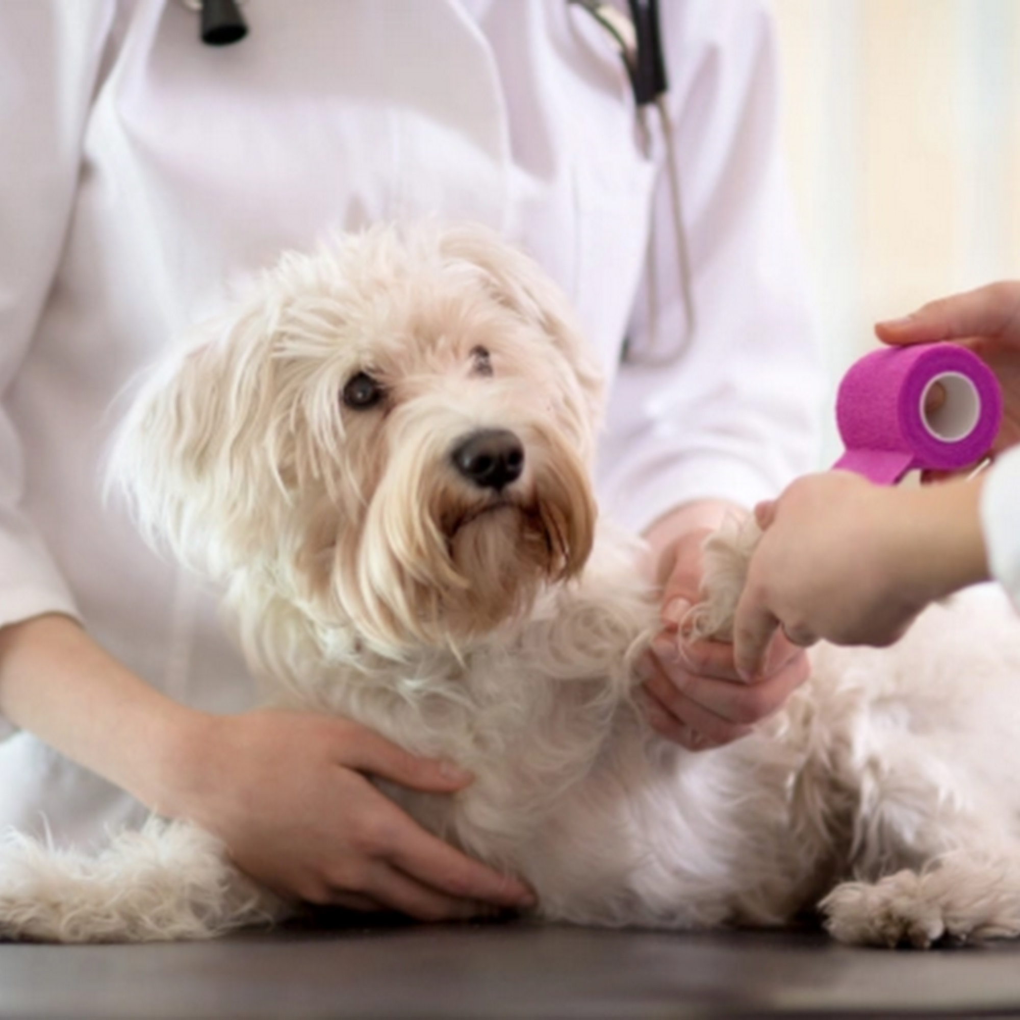 Tuckahoe Animal Hospital & Pet Center Tuckahoe