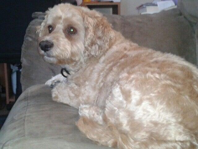 Groom Spot Tuckahoe