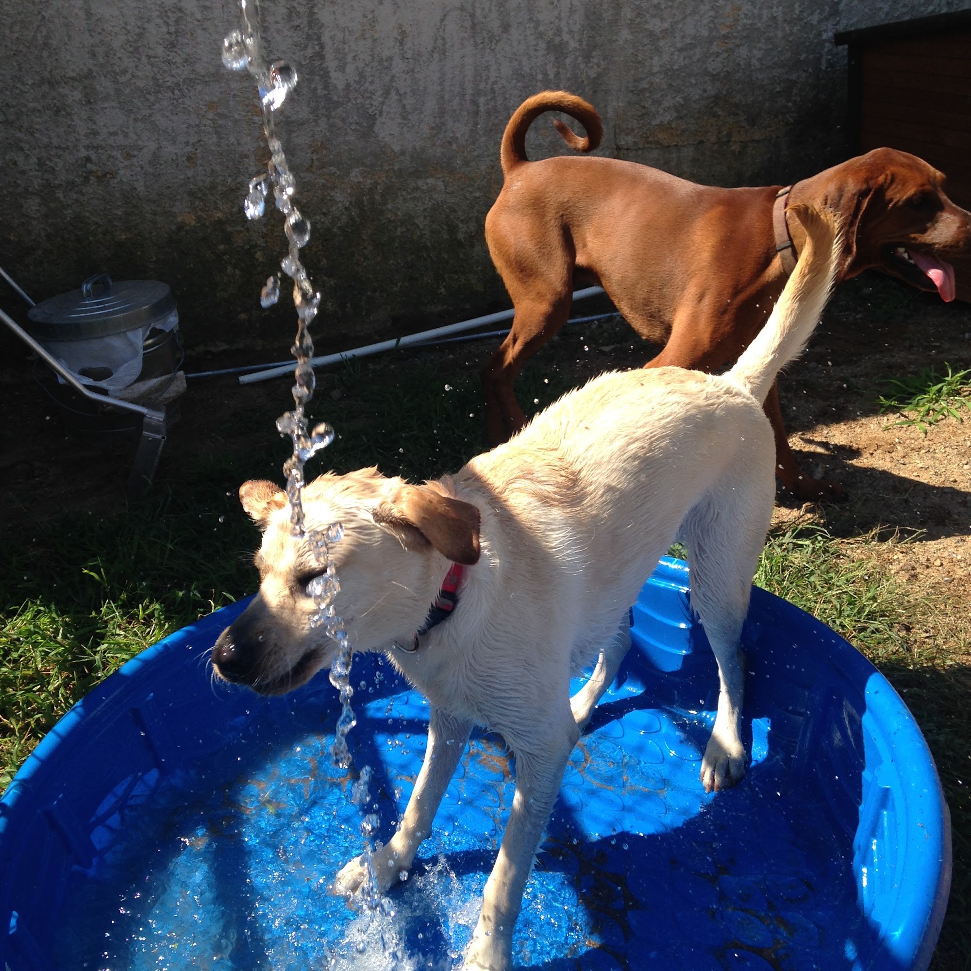 Tuxedo Bark Club Tuxedo Park
