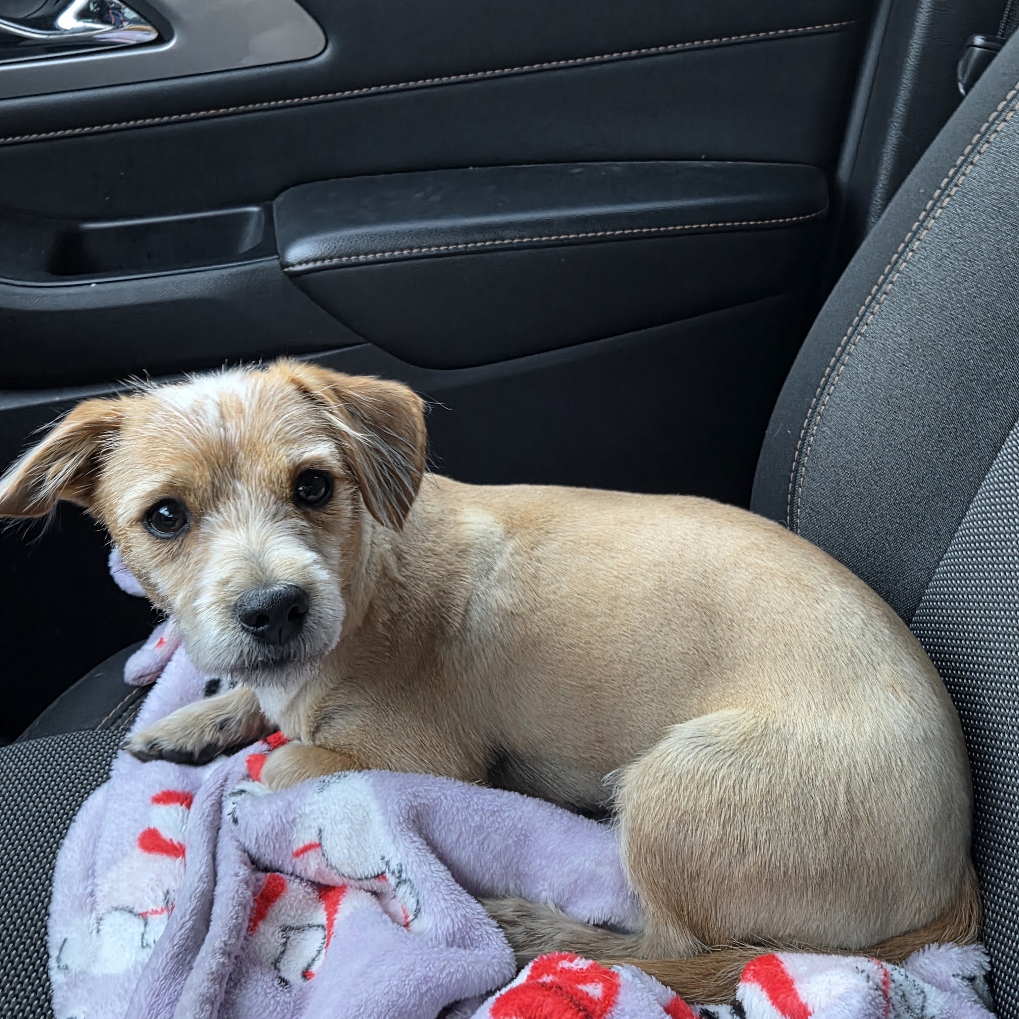 Hannalore Kennels Unadilla