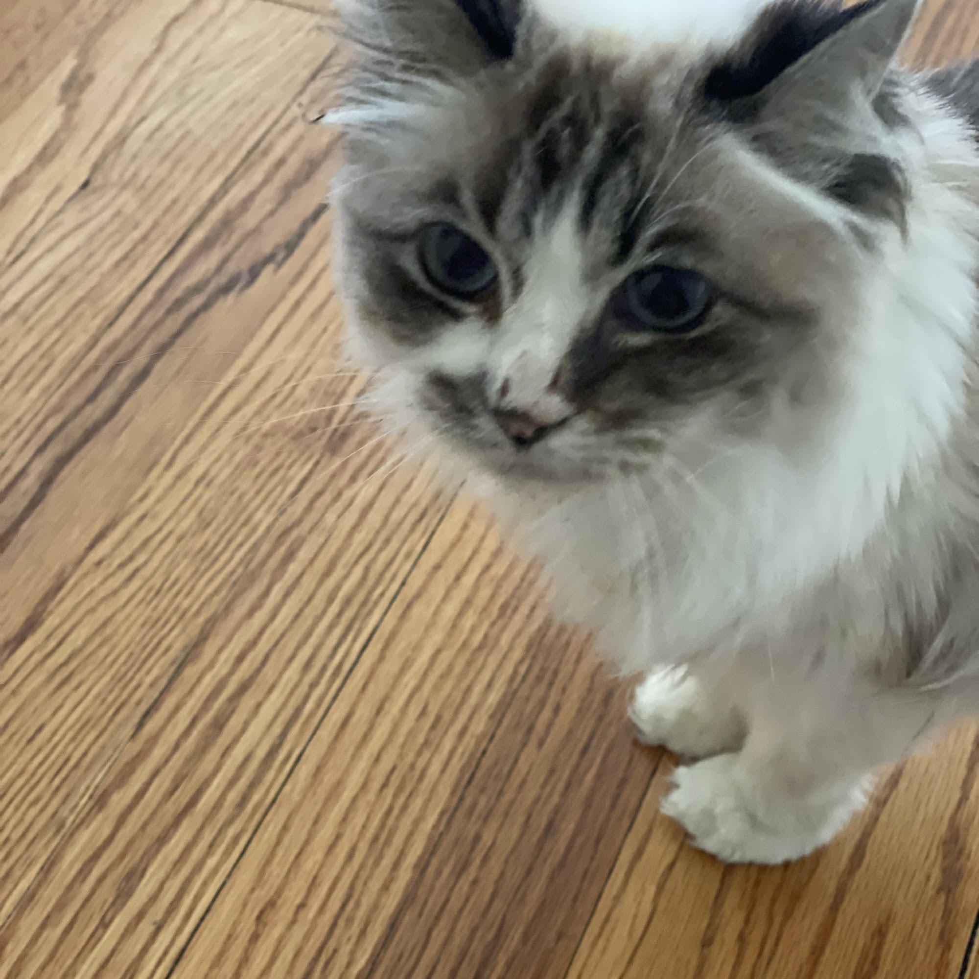 Valhalla Animal Hospital Valhalla