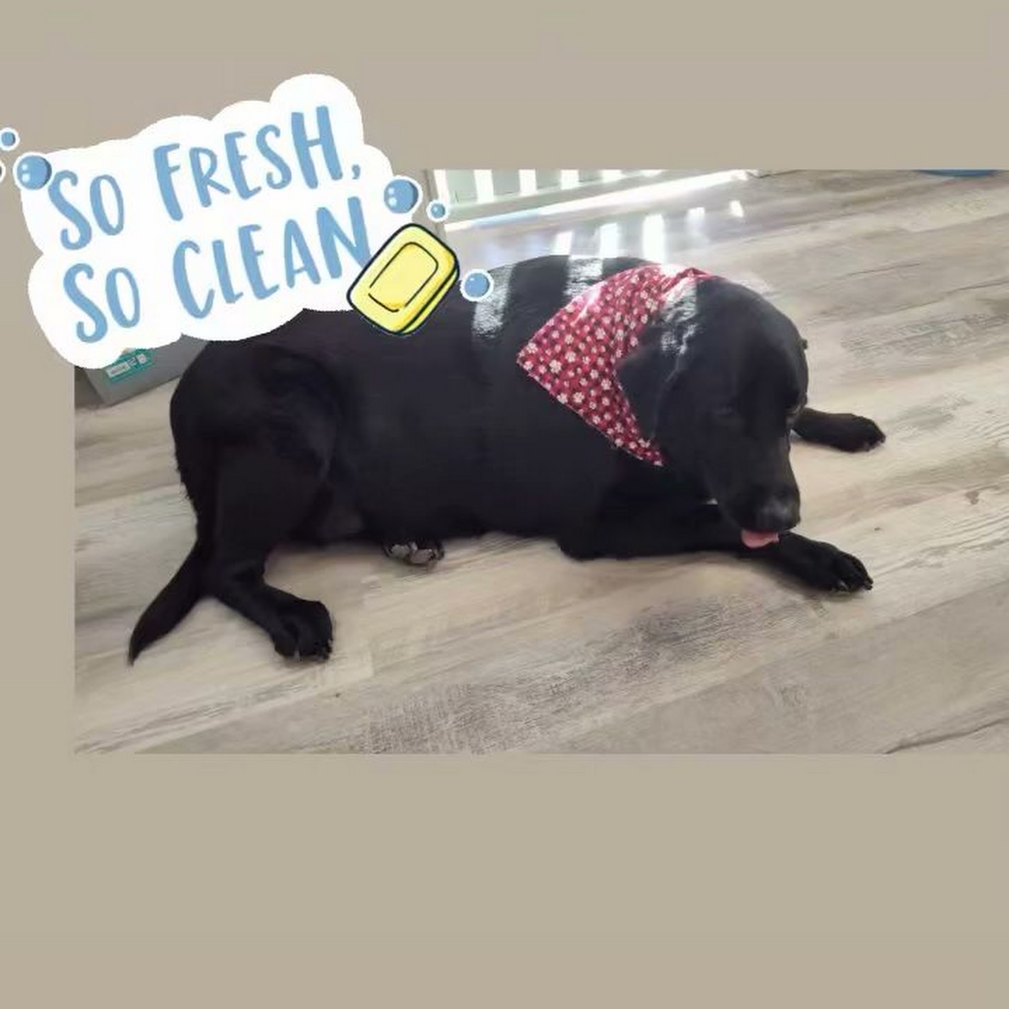 Pups & Suds Dog Grooming Valhalla