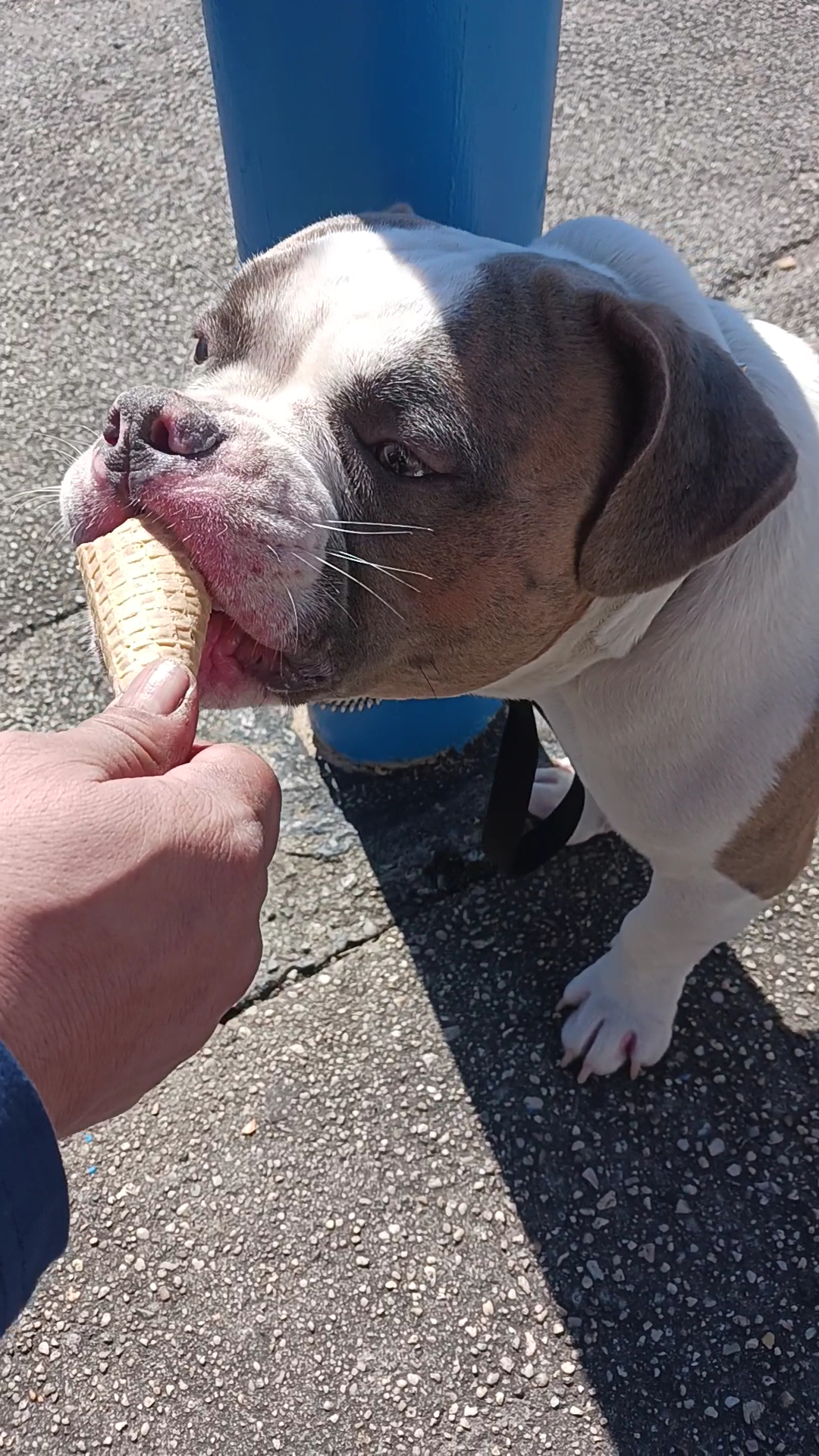 Ralphs Italian Ices Valley Stream