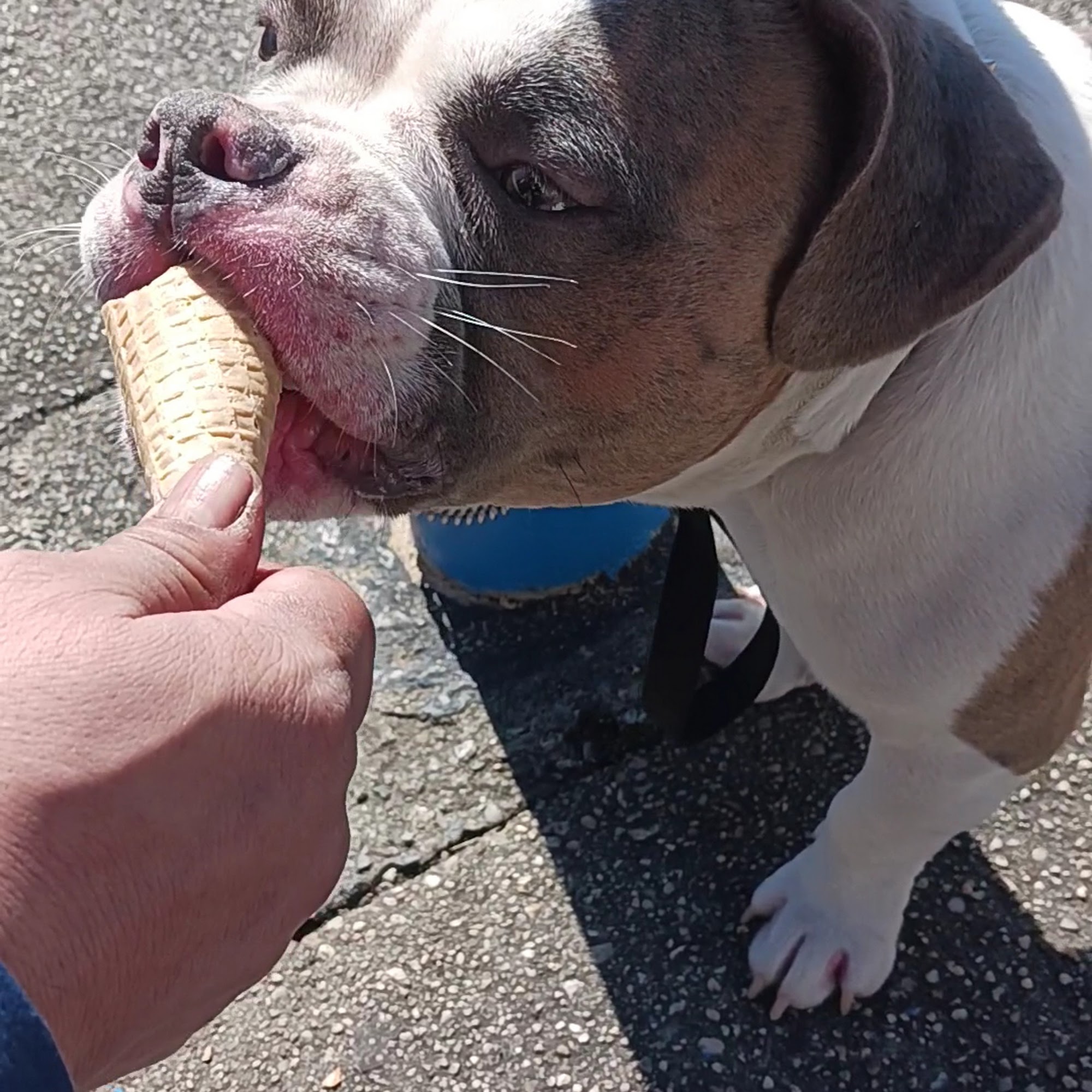 Ralphs Italian Ices Valley Stream