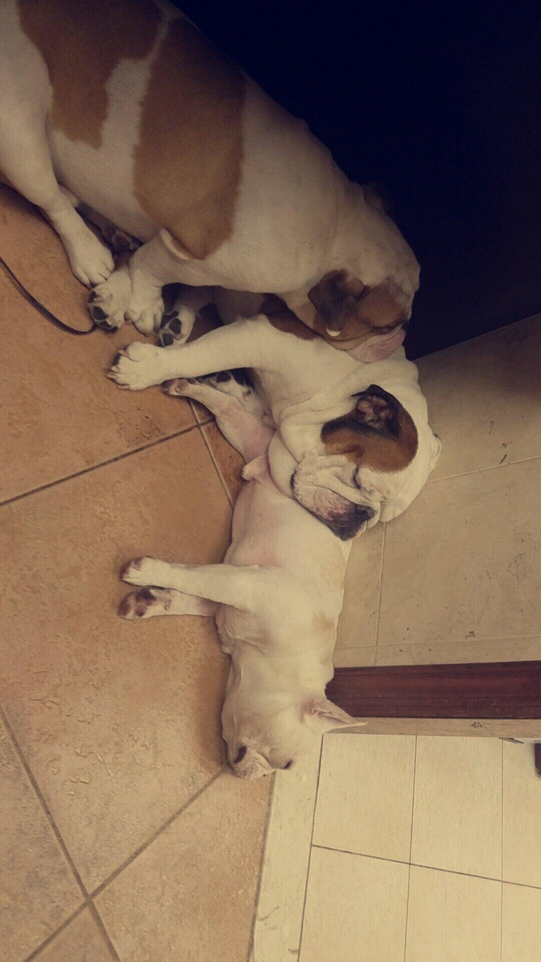 Valley Stream Veterinarian Service Valley Stream