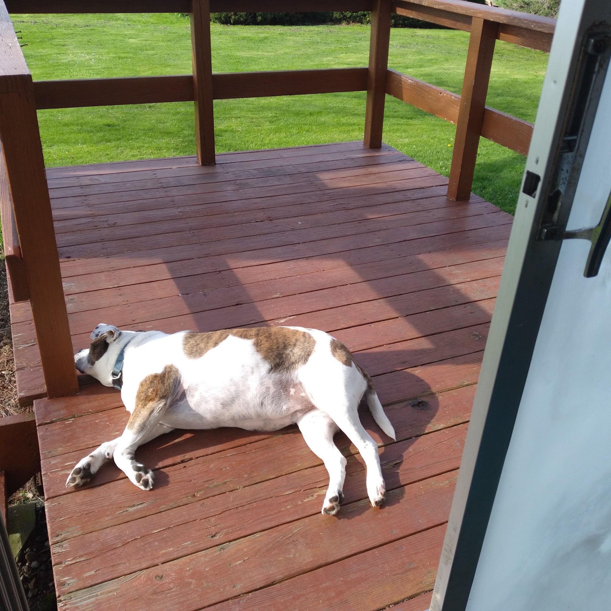 Lawton's Animal Hospital Vernon