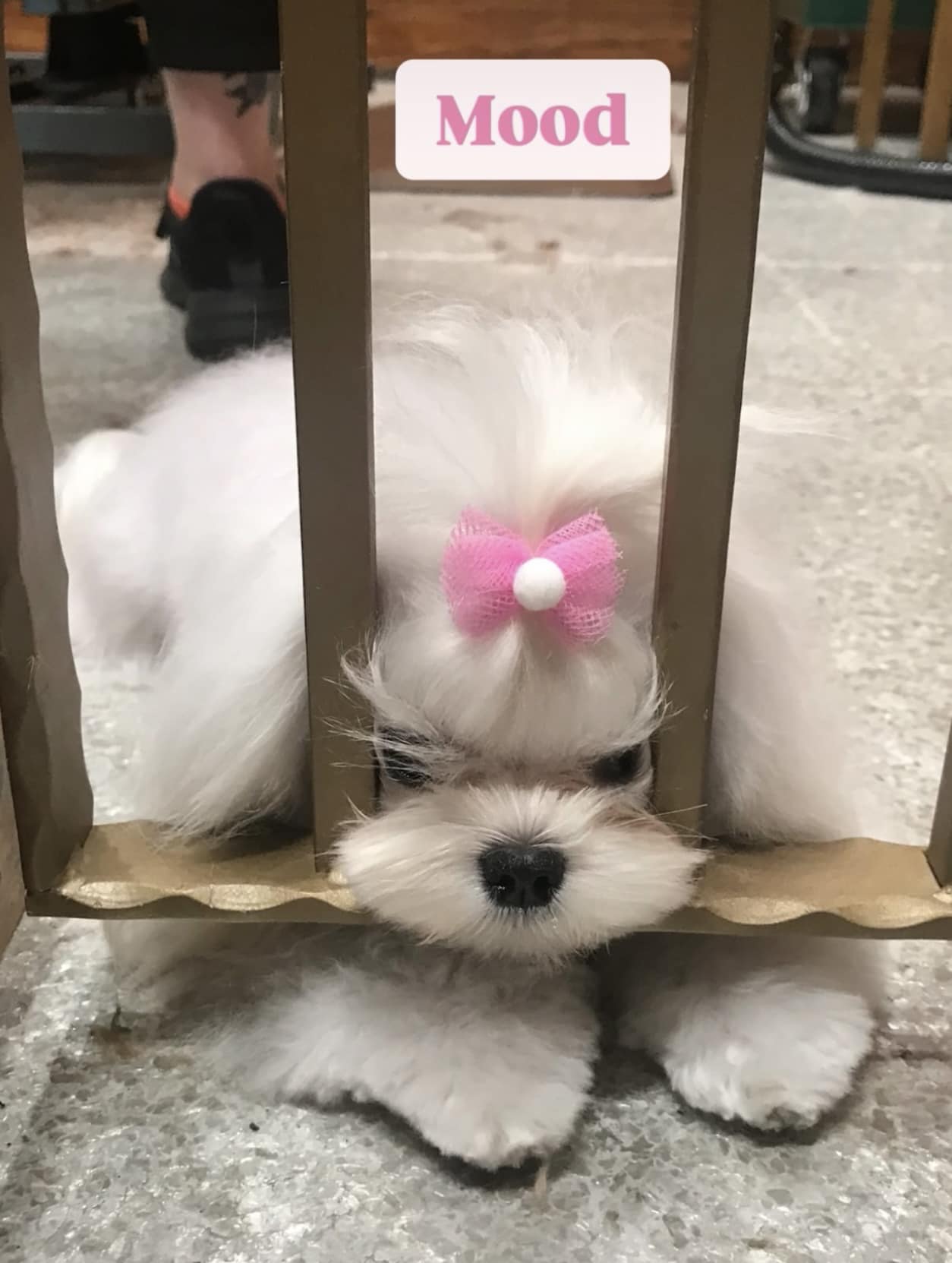 A Pet Salon Vestal