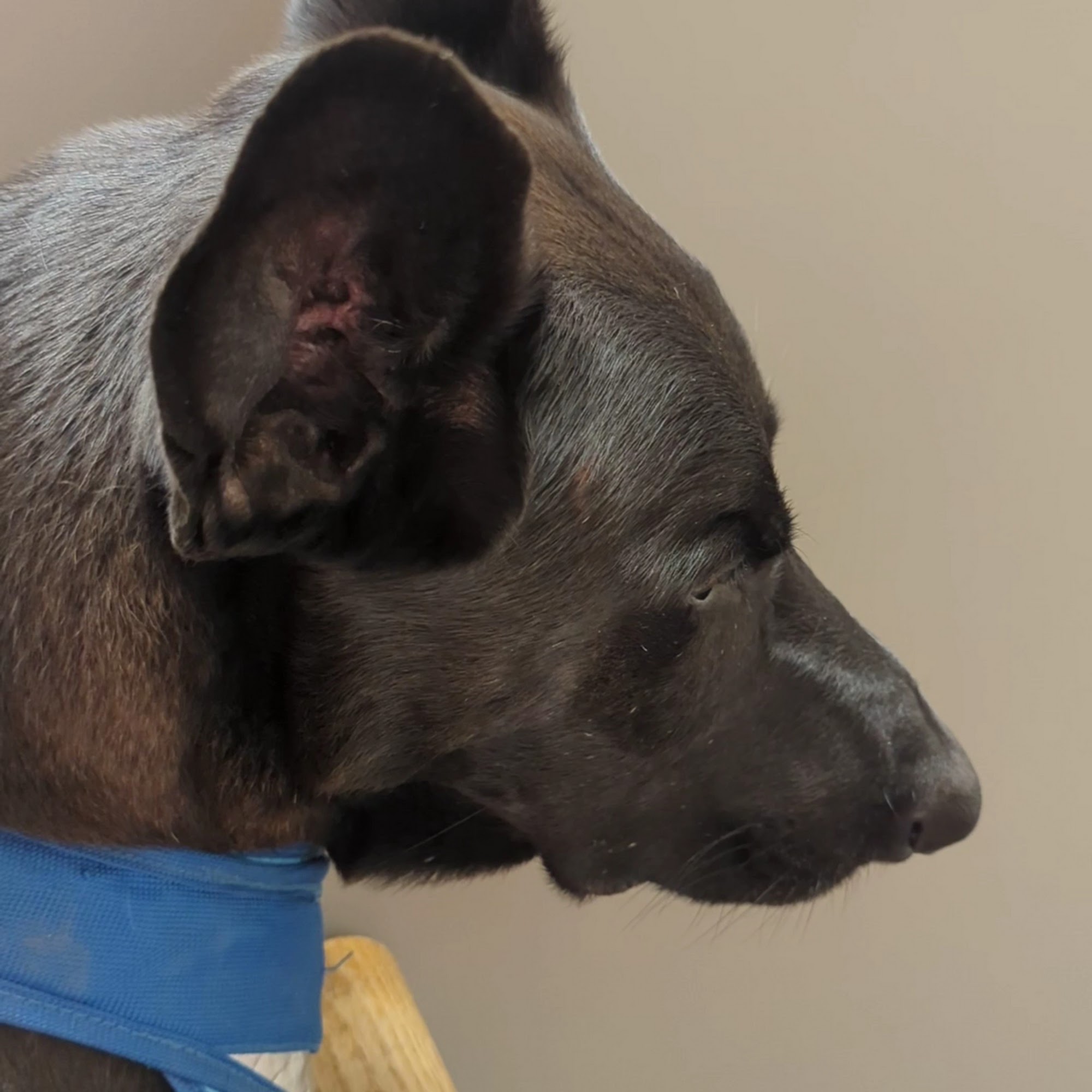 Perinton Veterinary Hospital Victor