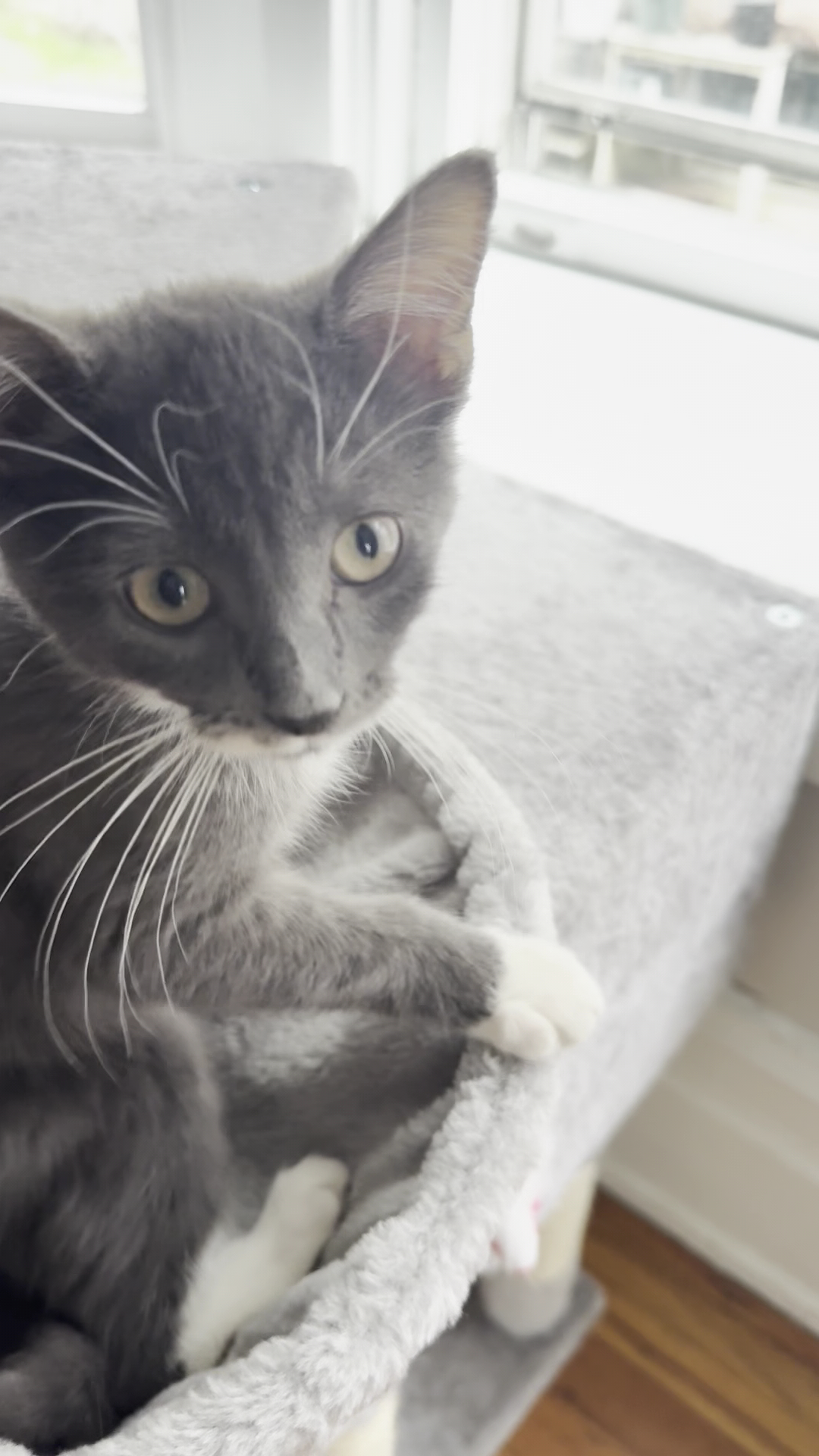 Pet Pride of New York, Incorporated Victor