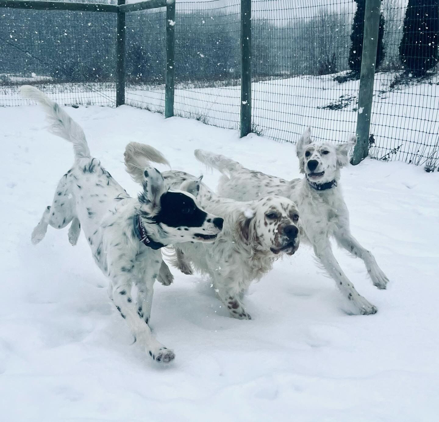 Dogworks Kennel Victor