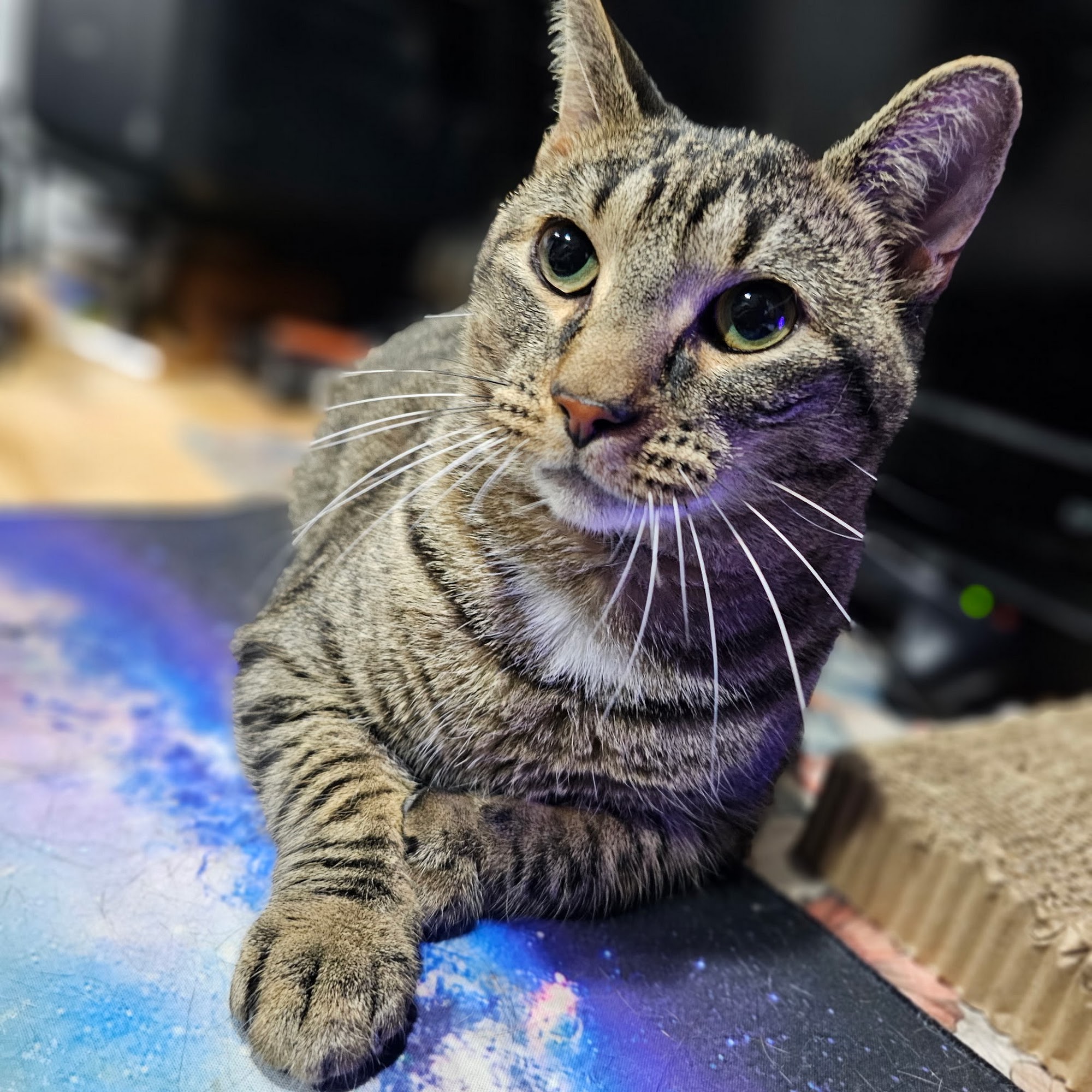 Humane Society of Walden Walden