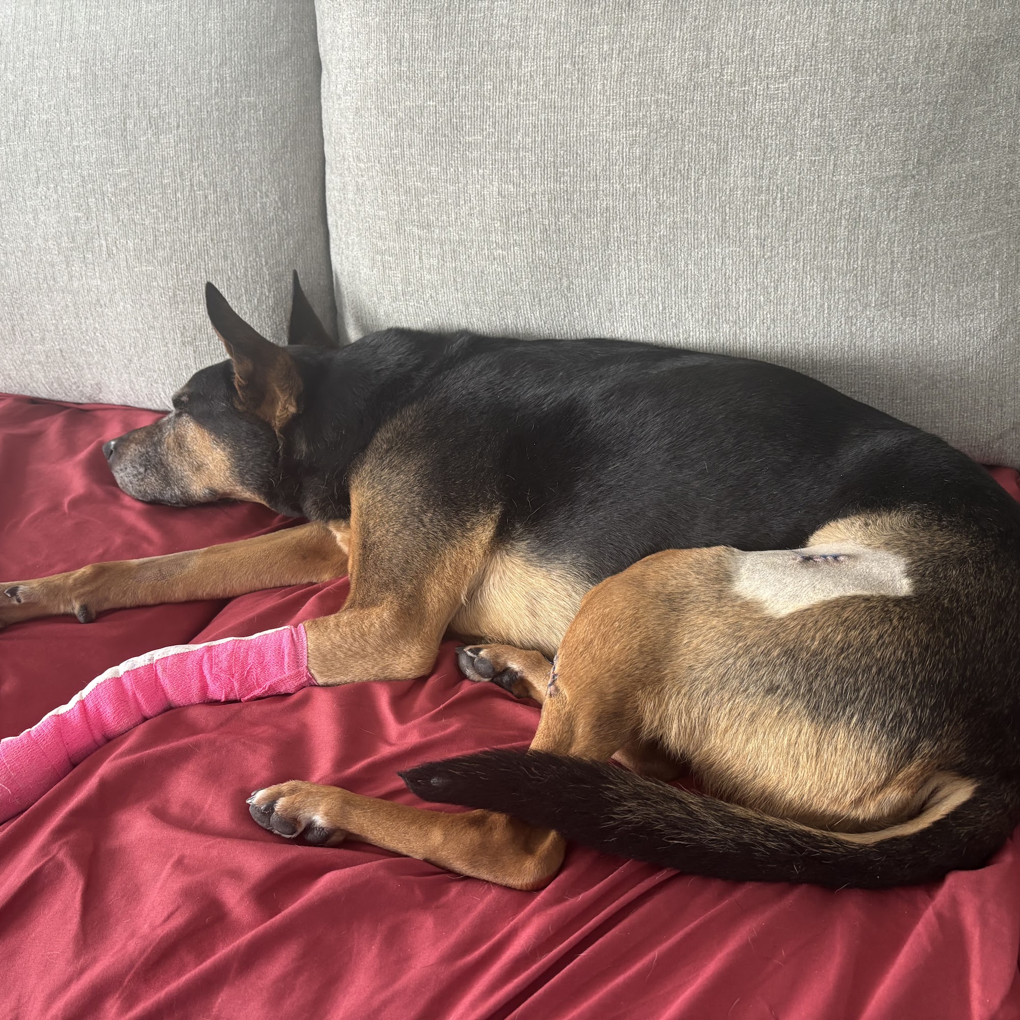 Wantagh Animal Hospital Wantagh