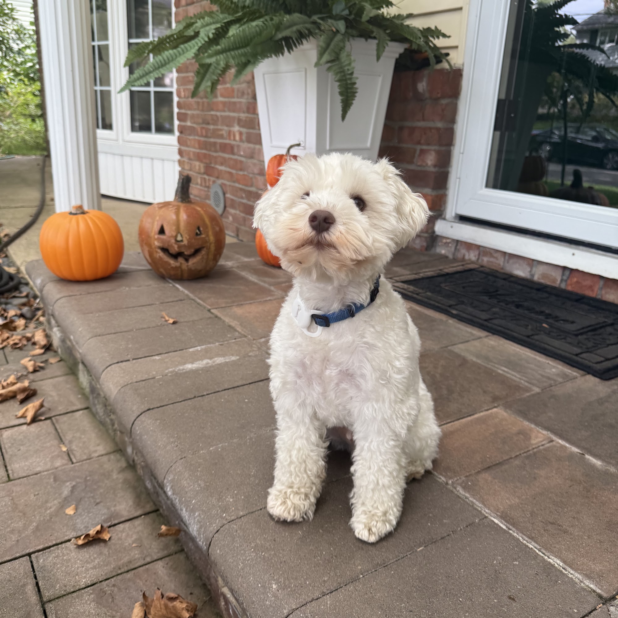 Posh Paws Pet Spa & Boutique Wantagh