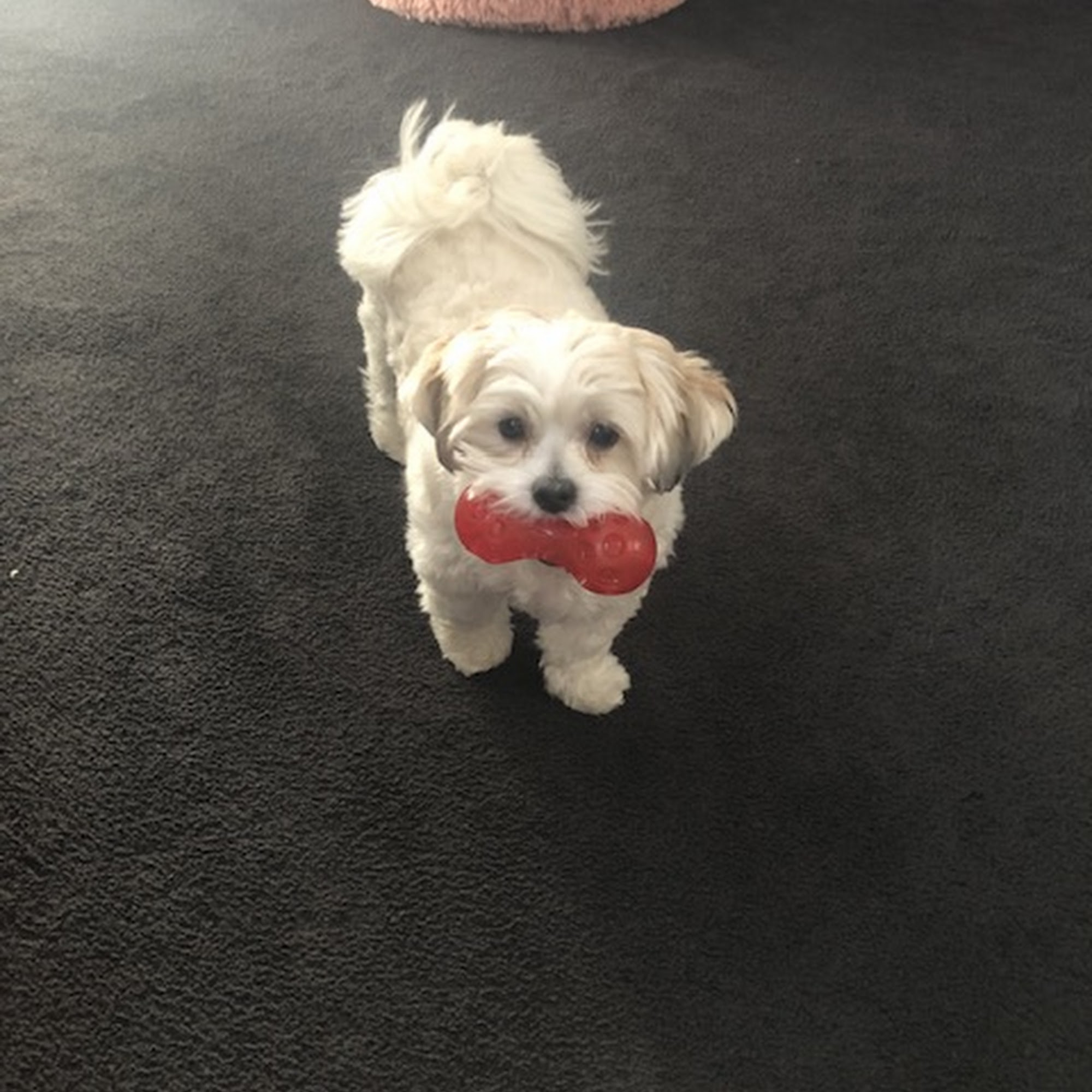 Dutchess Animal Clinic Wappingers Falls