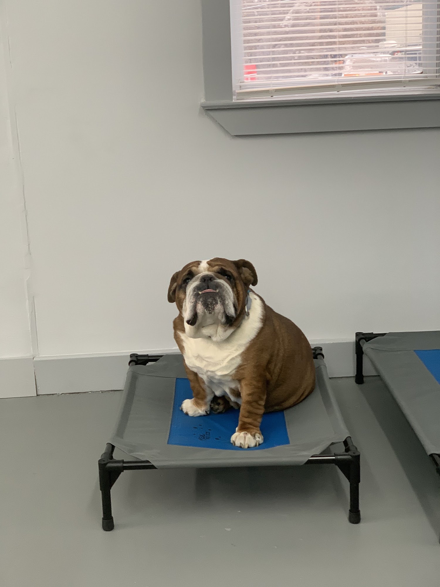 FurEver Friends Hudson Valley Wappingers Falls