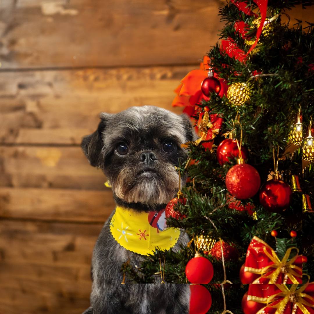 Debbie's Grooming & Pet Boarding Wappingers Falls